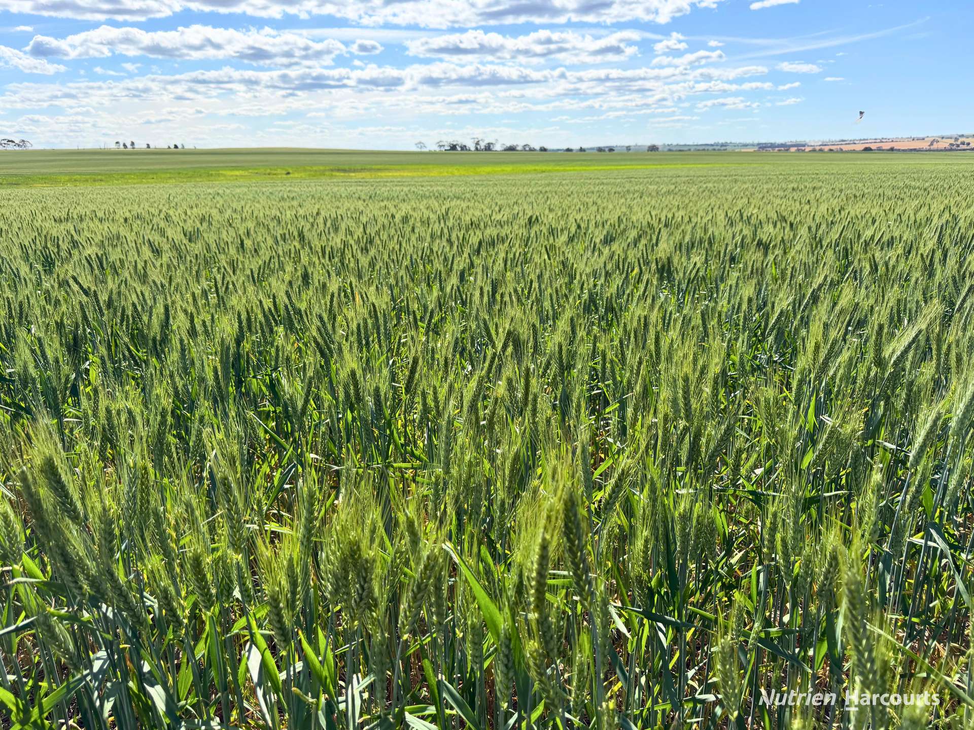 "Mirrabinda" Lot 3882 Brooksbank Road, Cunjardine Auction by Farmbuy.com - image 17
