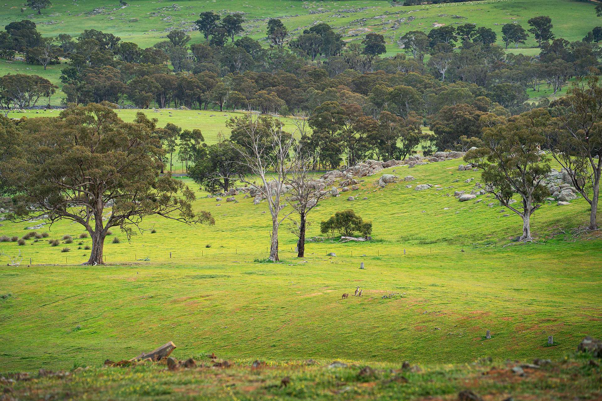 223 Nuggetty Road, Maldon For Sale by Farmbuy.com - image 20
