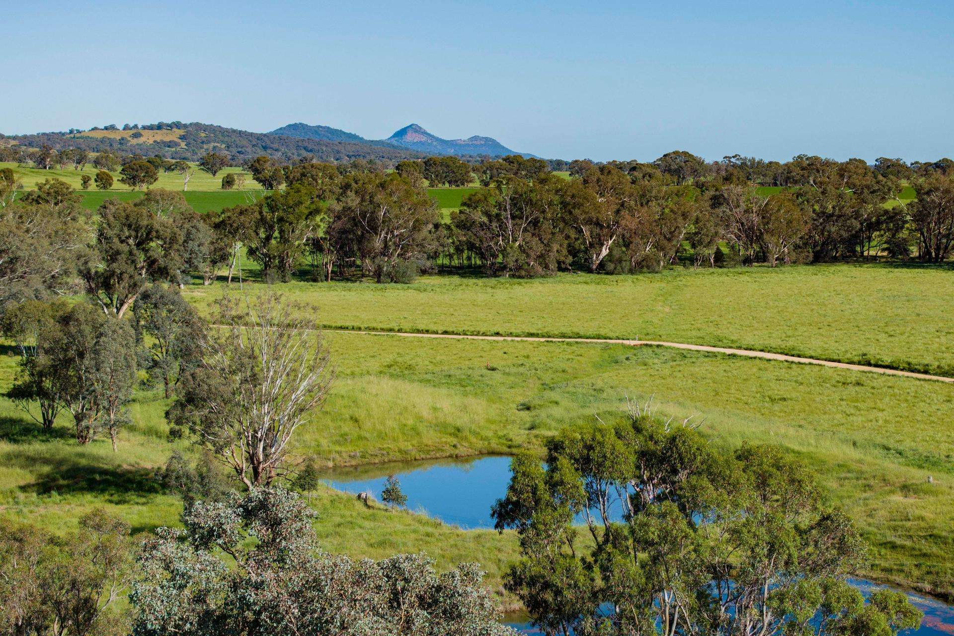 441 Bulloc Hill Road, Mangoplah Auction by Farmbuy.com - image 17