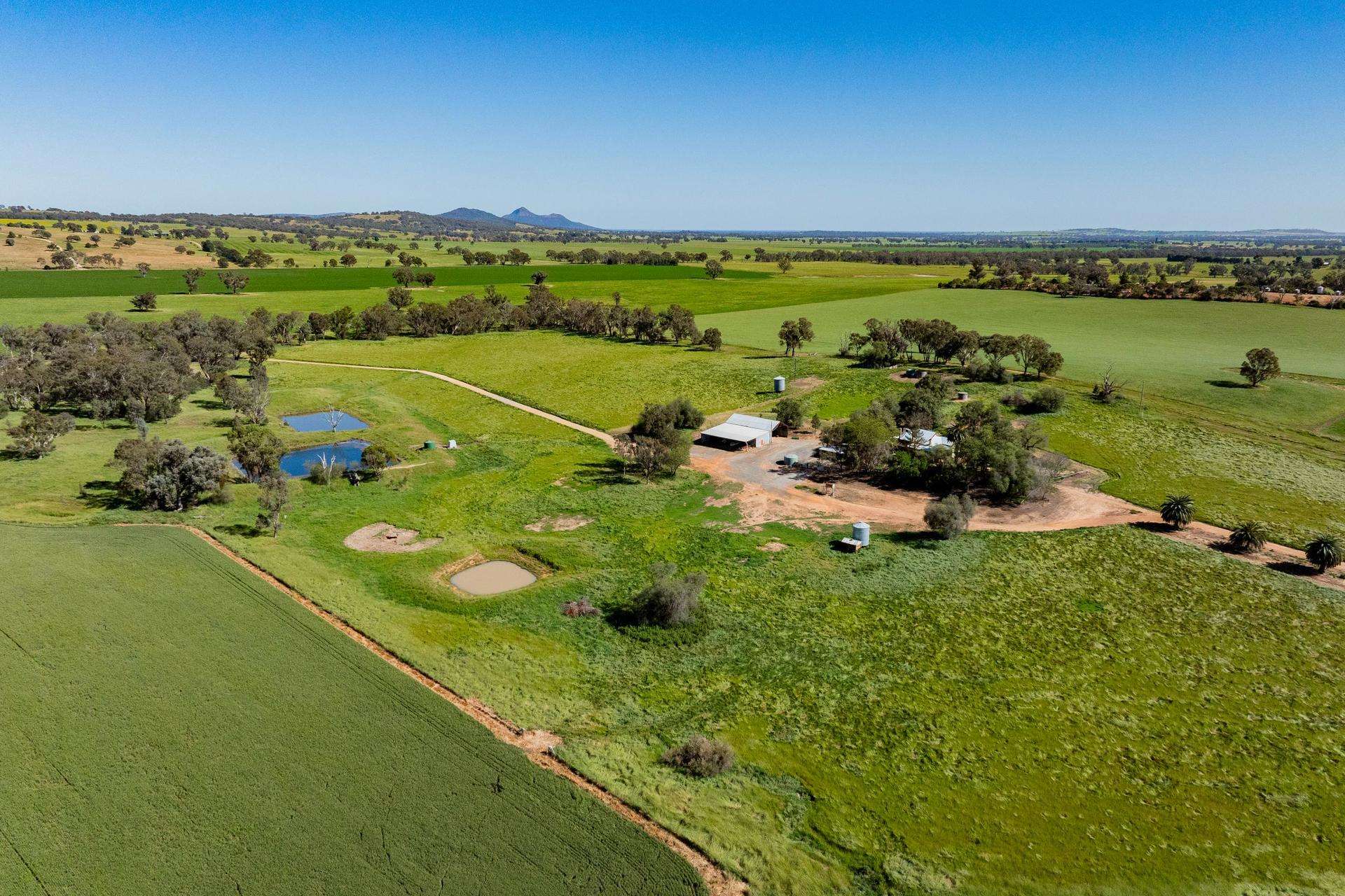 441 Bulloc Hill Road, Mangoplah Auction by Farmbuy.com - image 14