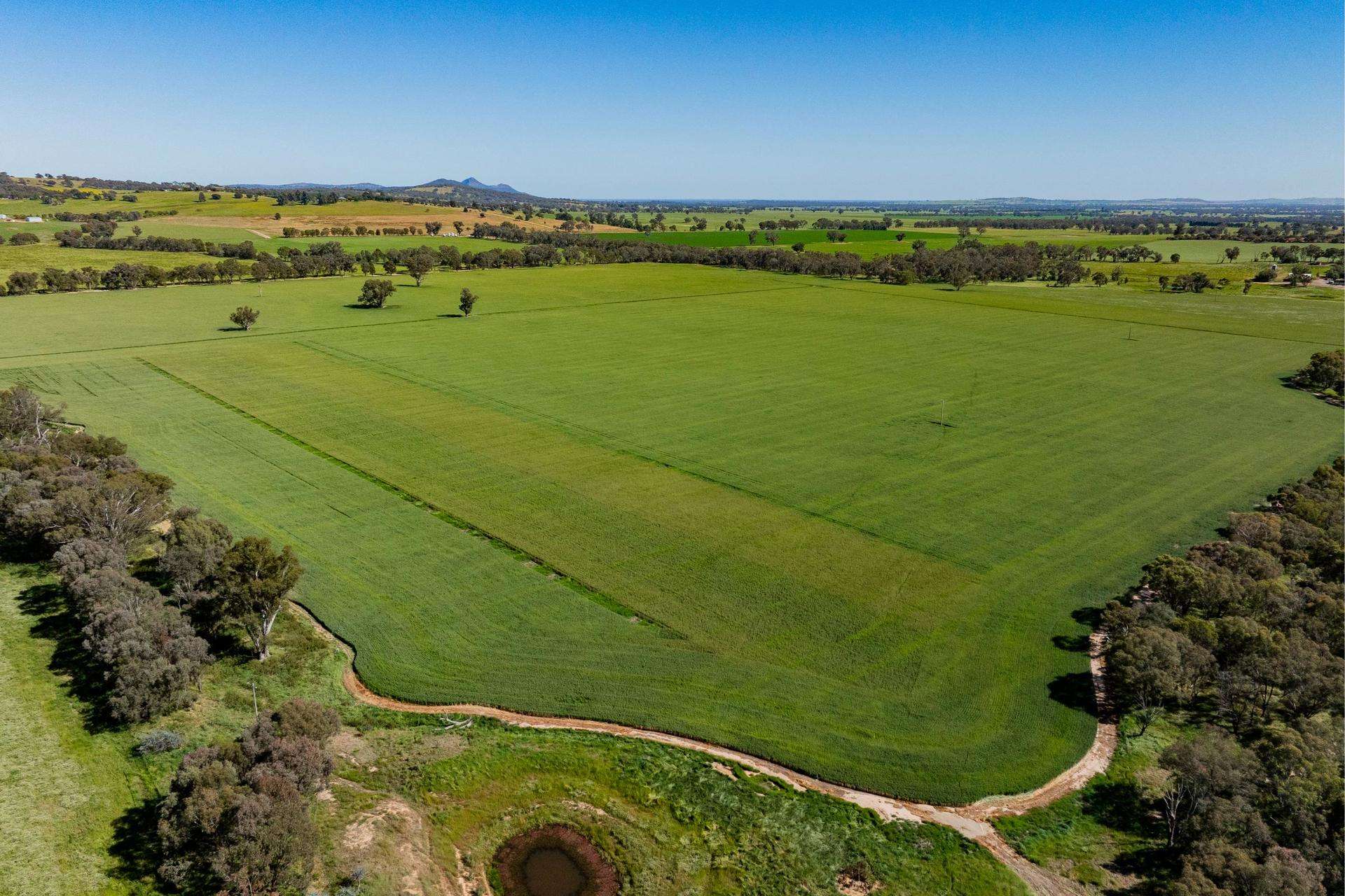 441 Bulloc Hill Road, Mangoplah Auction by Farmbuy.com - image 18