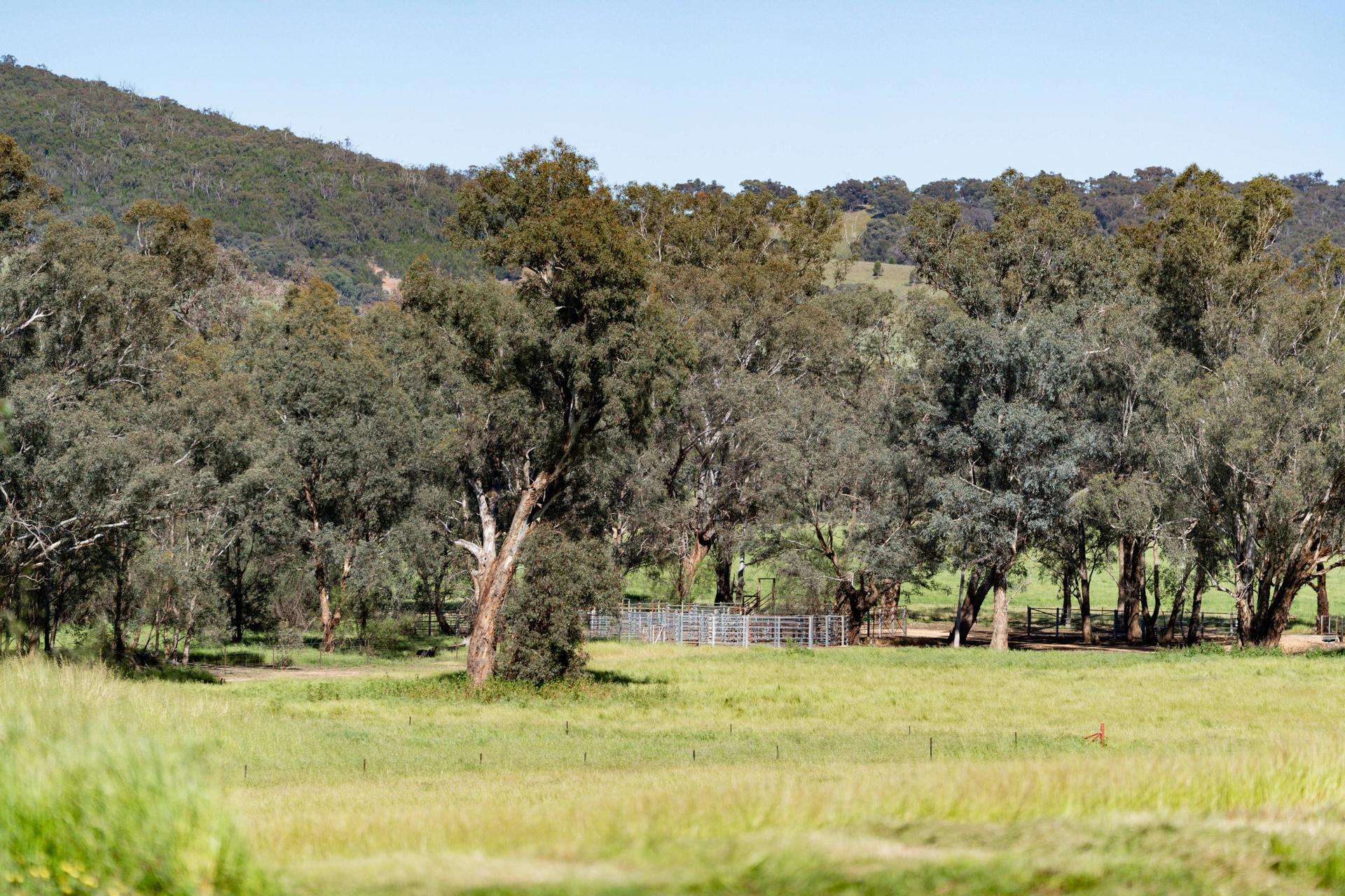 441 Bulloc Hill Road, Mangoplah Auction by Farmbuy.com - image 13