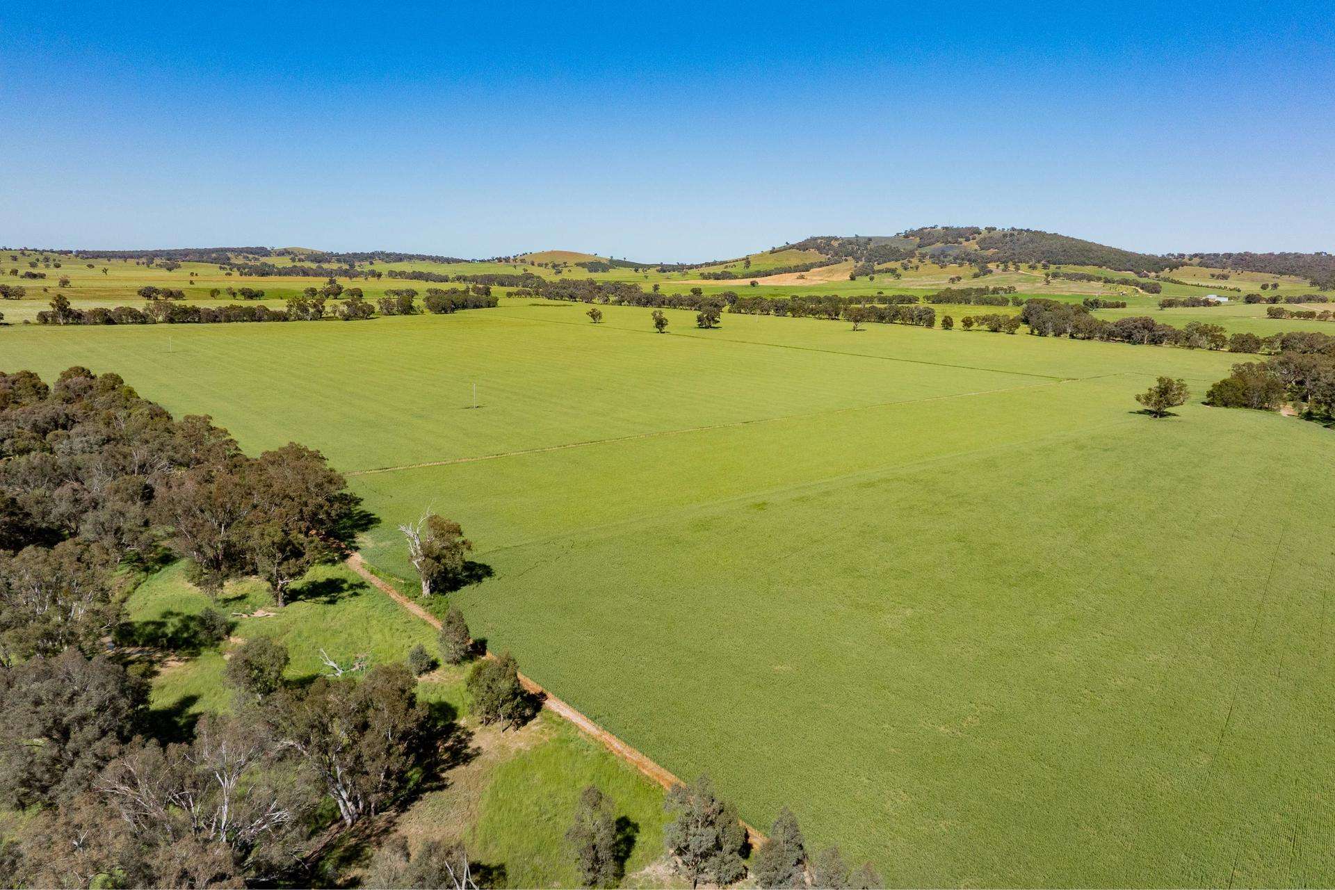 441 Bulloc Hill Road, Mangoplah Auction by Farmbuy.com - image 16