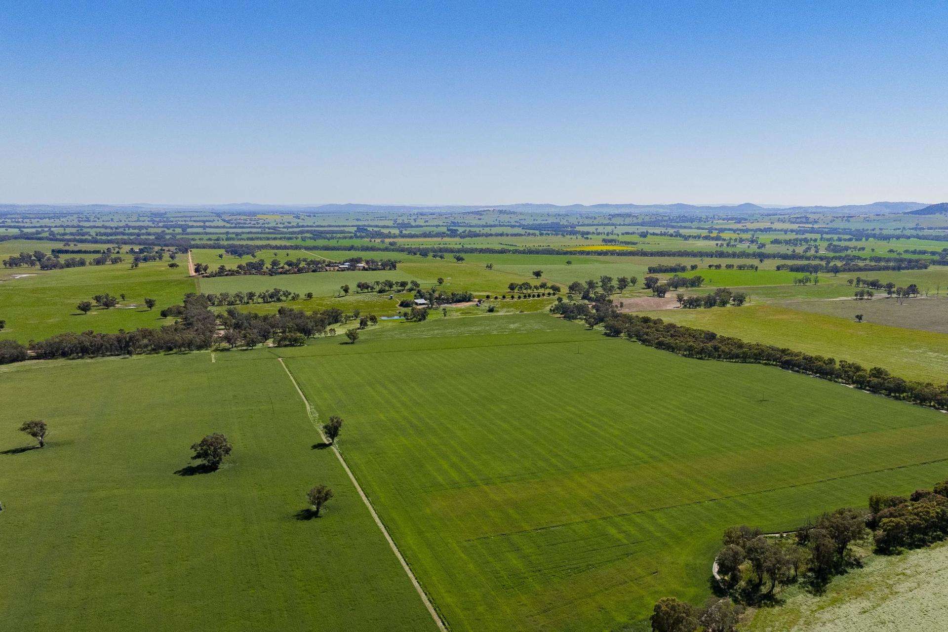 441 Bulloc Hill Road, Mangoplah Auction by Farmbuy.com - image 15