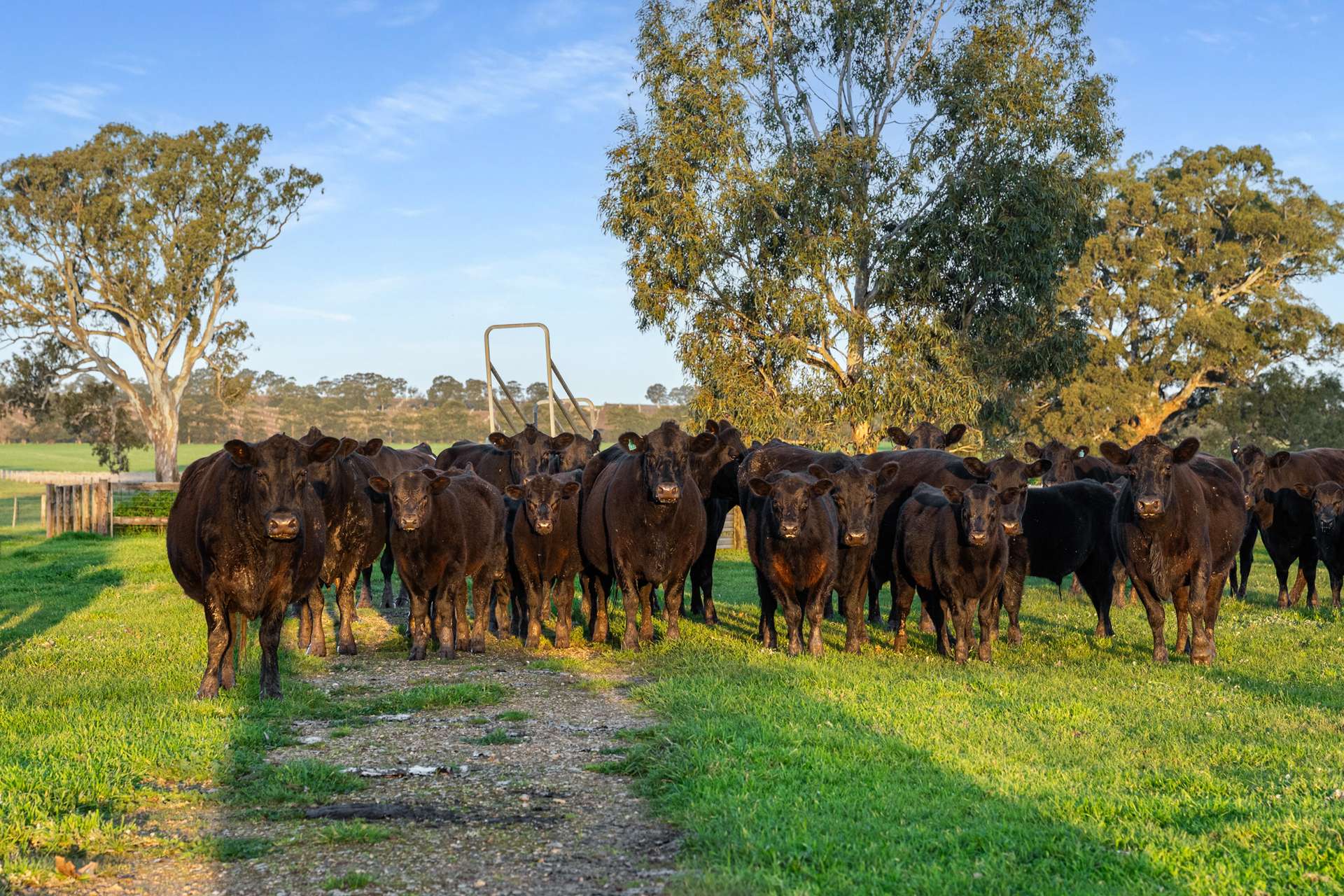 Lot 1 Burgess Lane, Naracoorte For Sale by Farmbuy.com - image 6