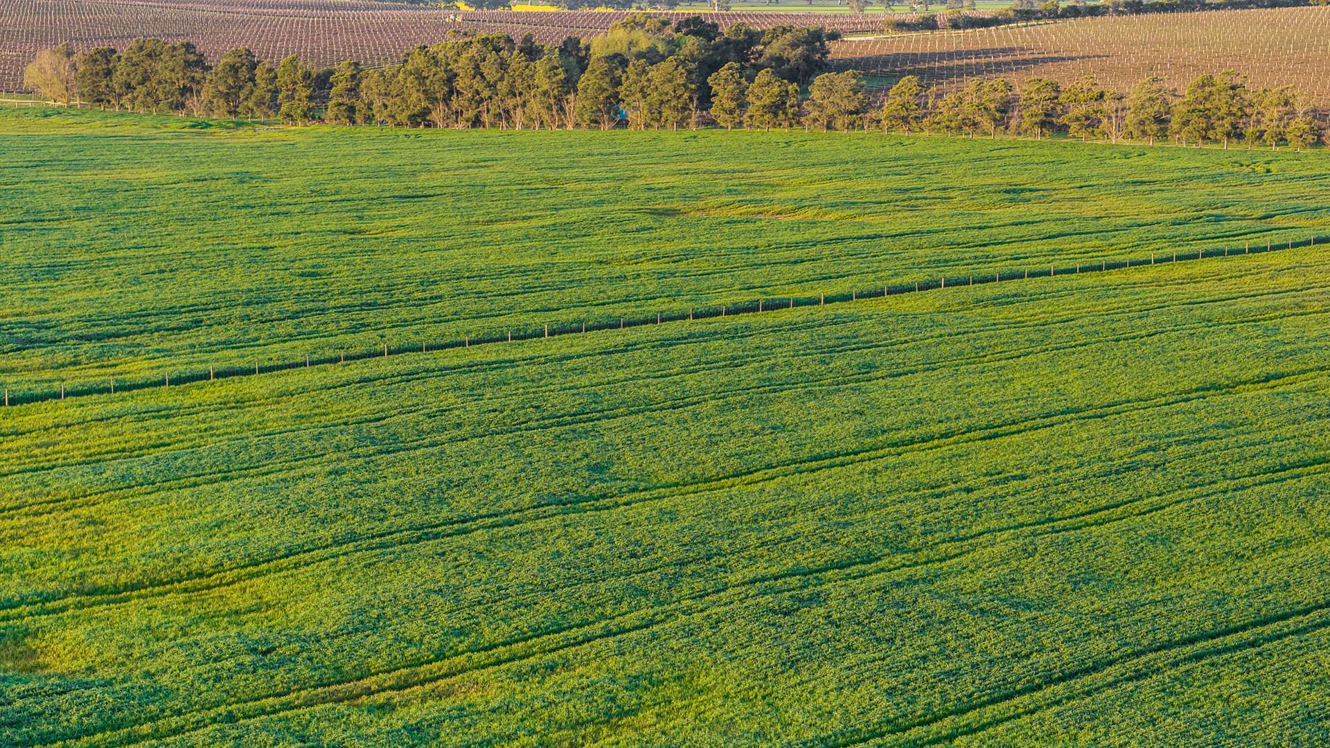 Lot 1 Burgess Lane, Naracoorte For Sale by Farmbuy.com - image 3