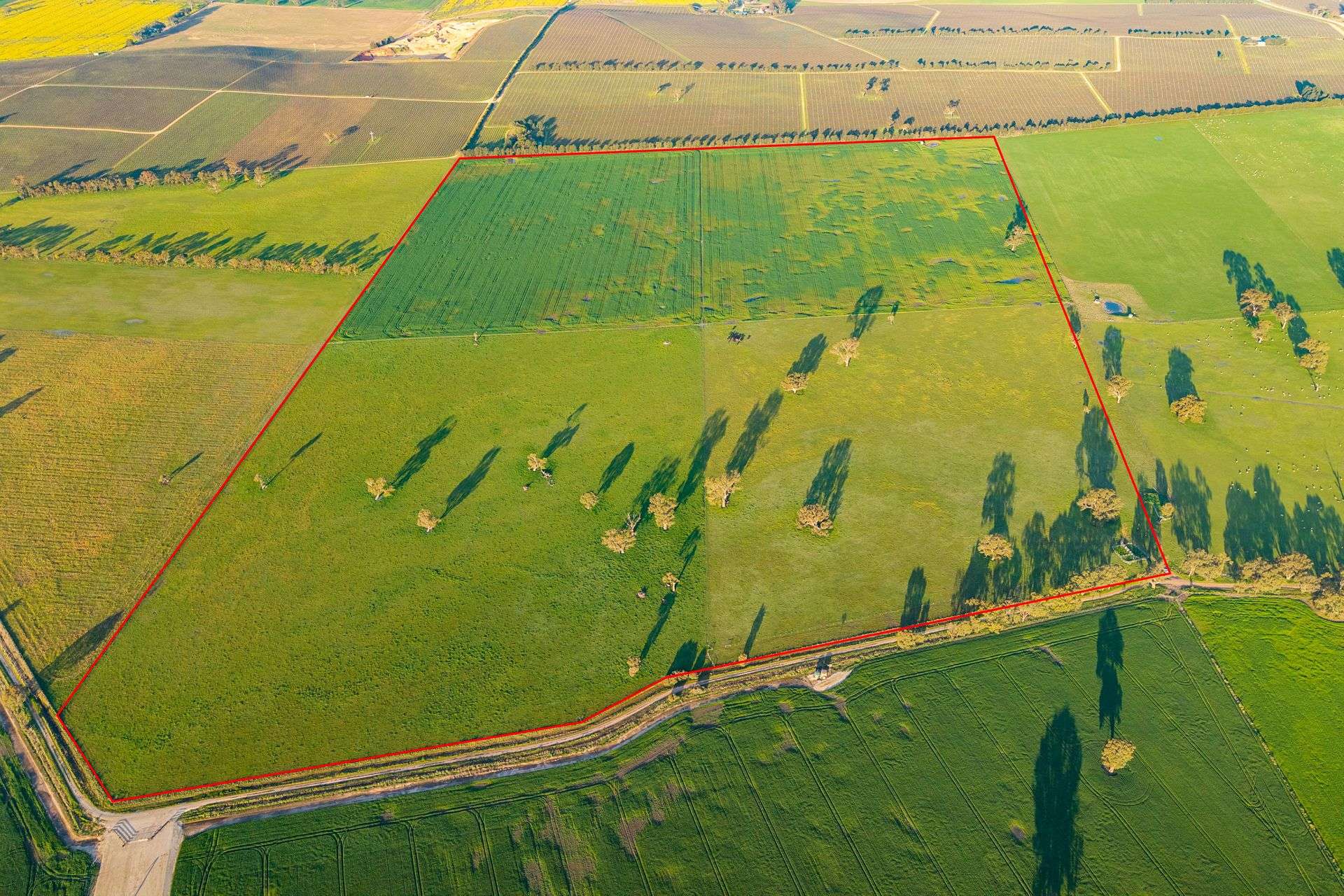 Lot 1 Burgess Lane, Naracoorte For Sale by Farmbuy.com - image 1