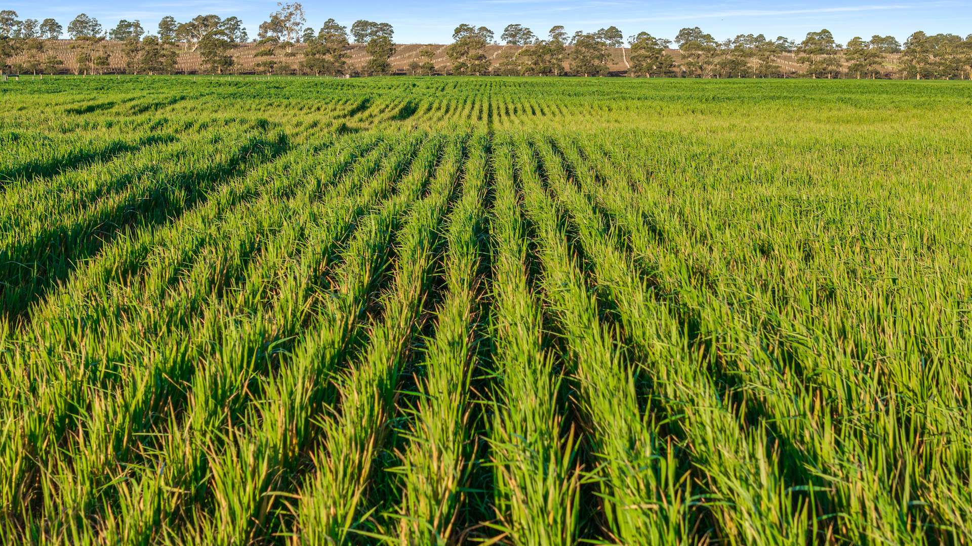 Lot 1 Burgess Lane, Naracoorte For Sale by Farmbuy.com - image 5