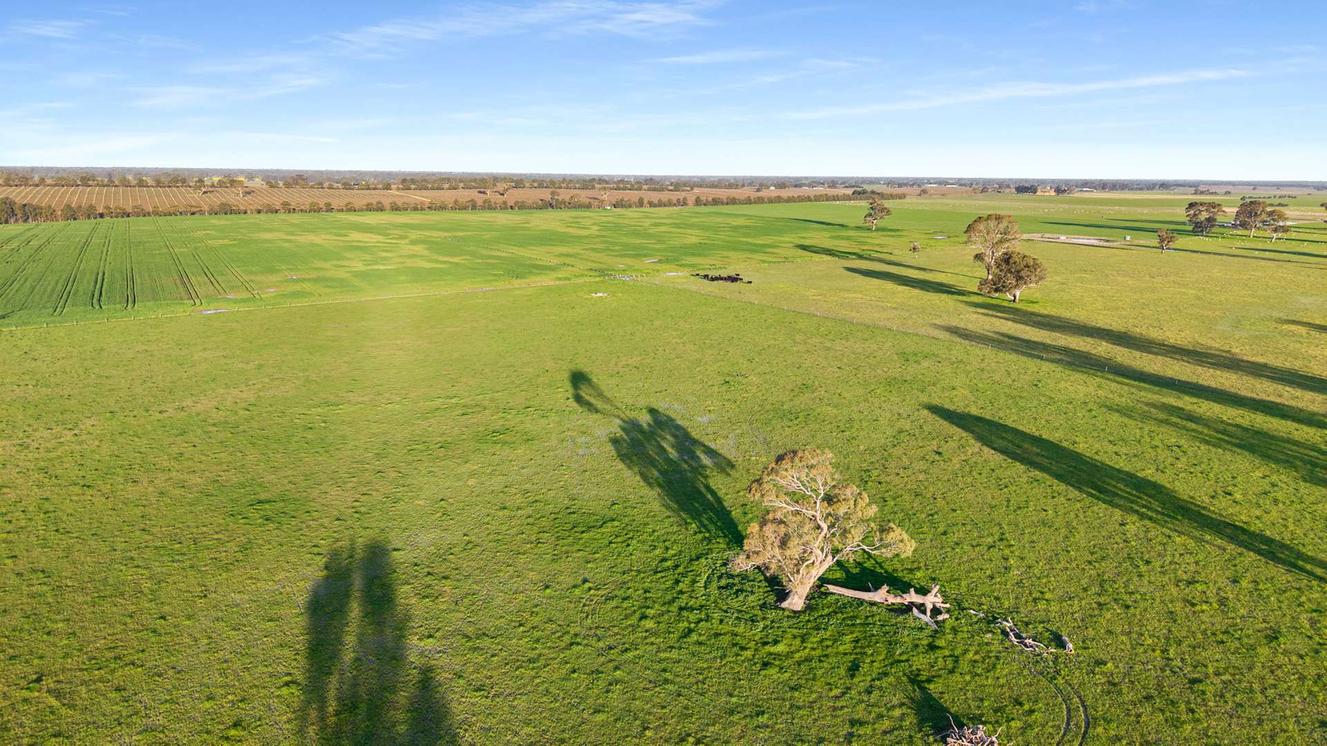 Lot 1 Burgess Lane, Naracoorte For Sale by Farmbuy.com - image 16