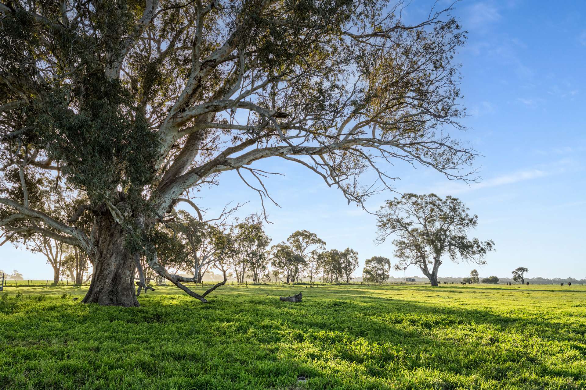 Lot 1 Burgess Lane, Naracoorte For Sale by Farmbuy.com - image 15