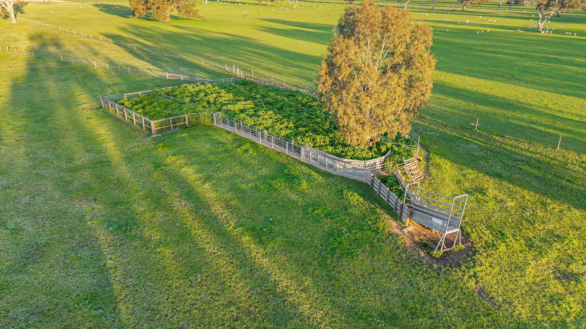 Lot 1 Burgess Lane, Naracoorte For Sale by Farmbuy.com - image 8