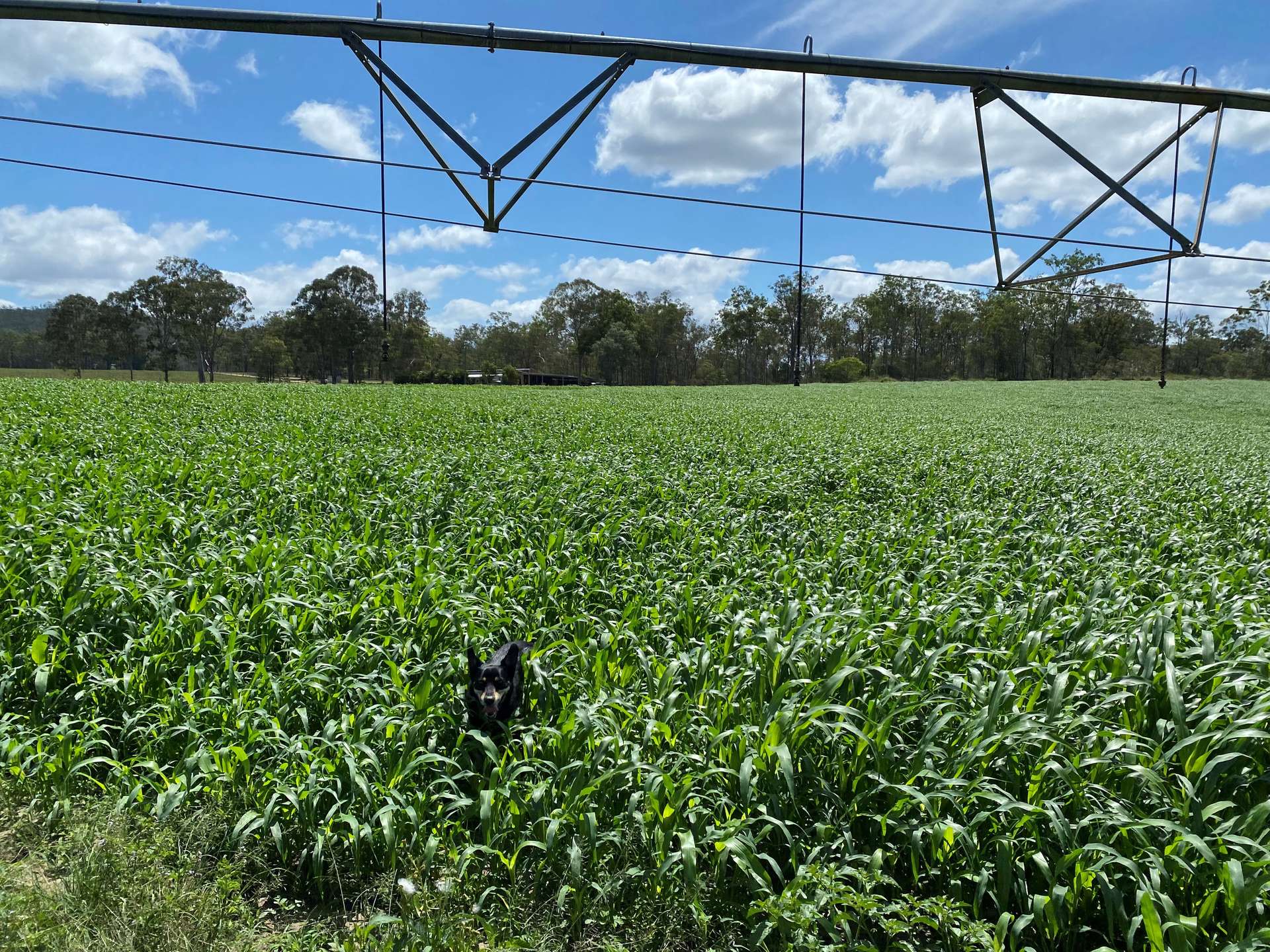 930 Berries Road, Golden Fleece For Sale by Farmbuy.com - image 11