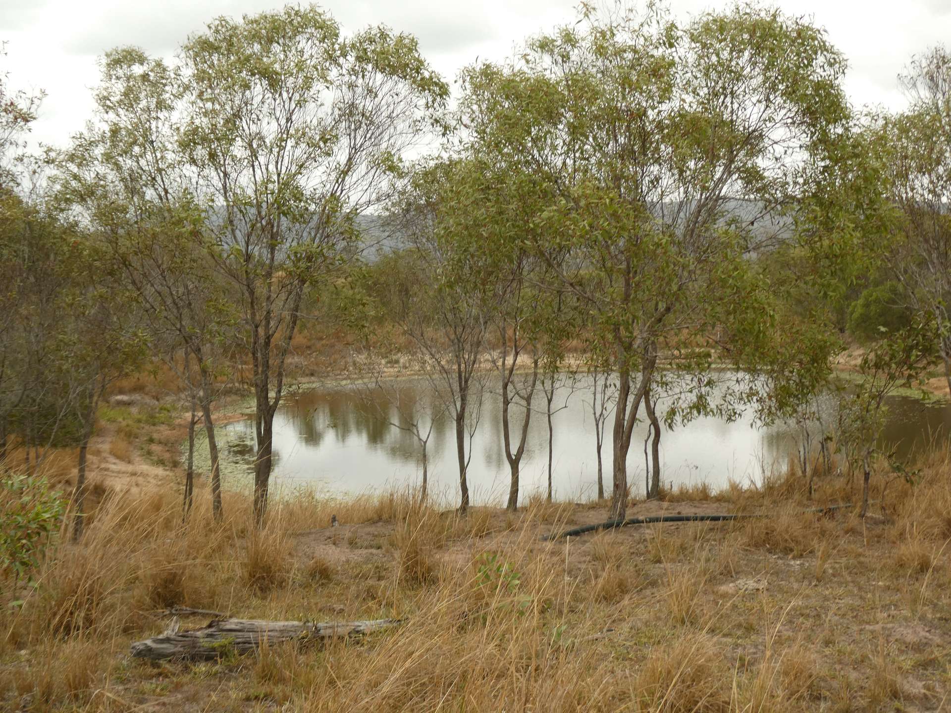 930 Berries Road, Golden Fleece For Sale by Farmbuy.com - image 33