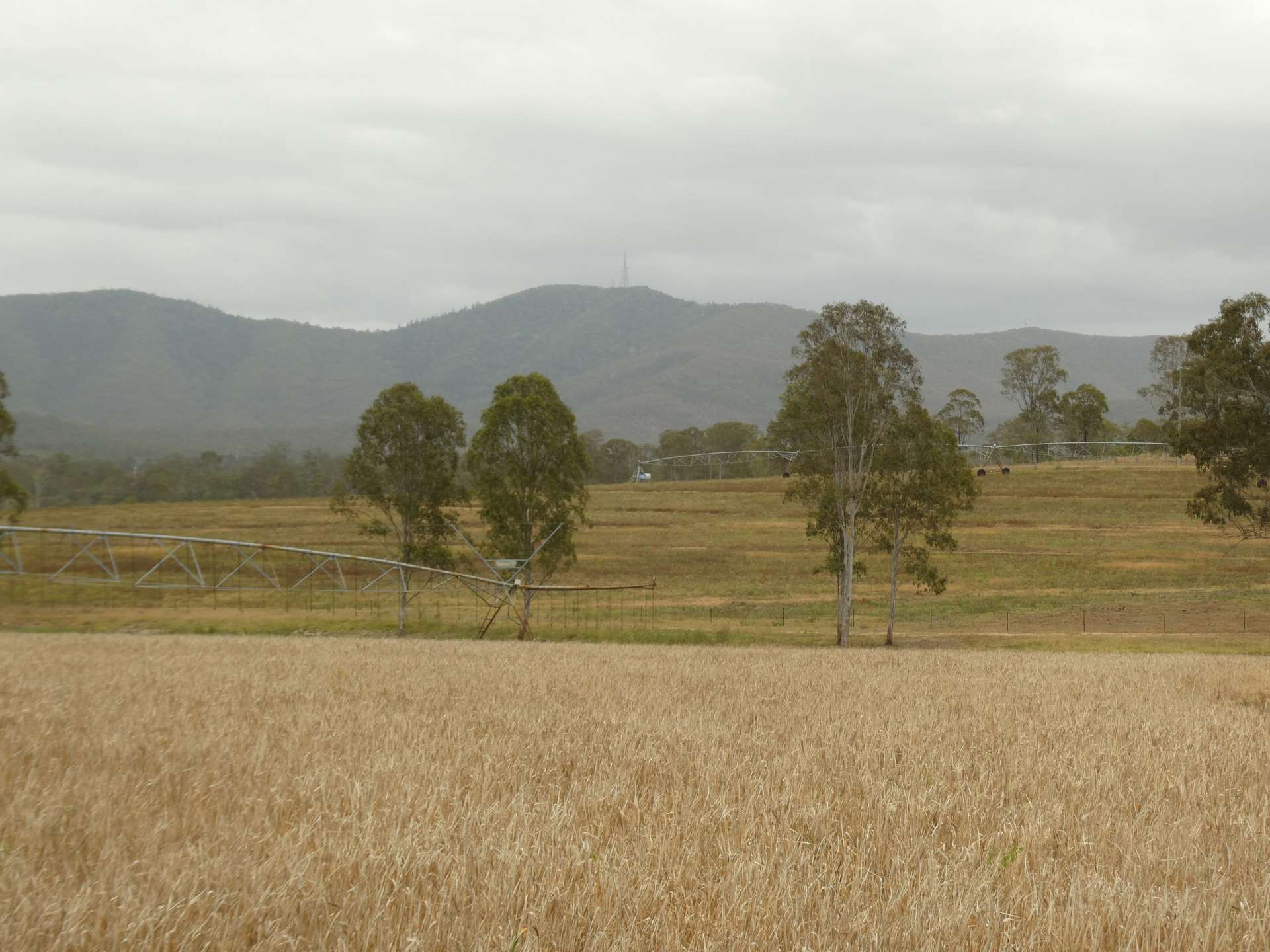 930 Berries Road, Golden Fleece For Sale by Farmbuy.com - image 22