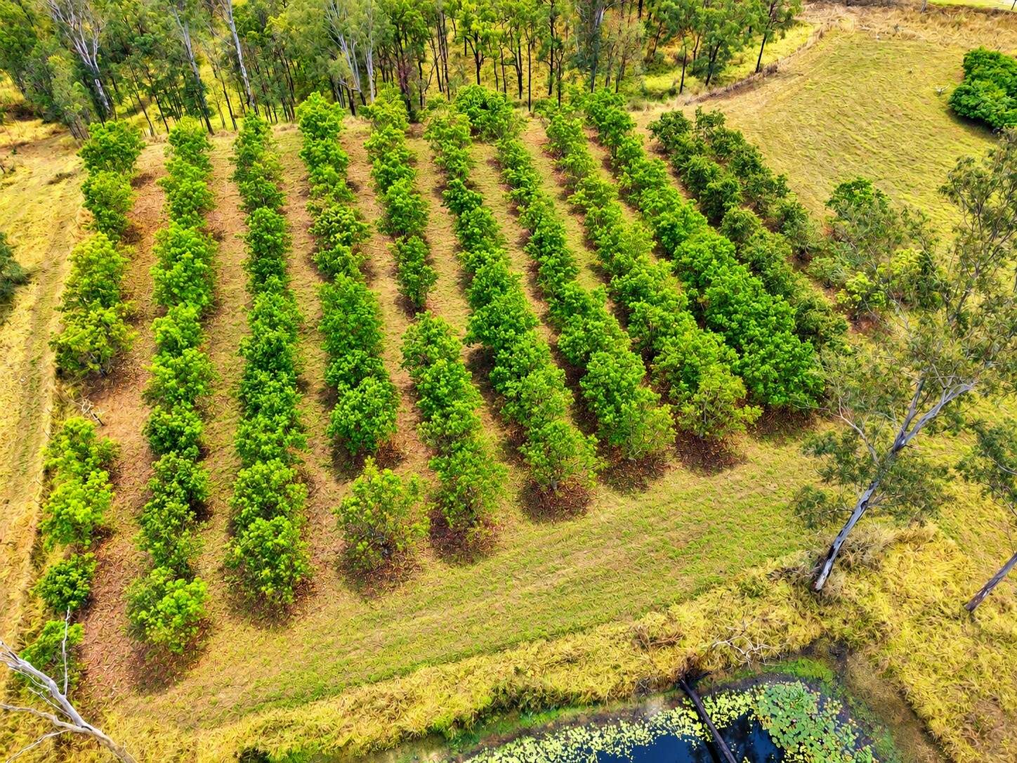 6158 Mackay - Eungella Road, Netherdale For Sale by Farmbuy.com - image 13