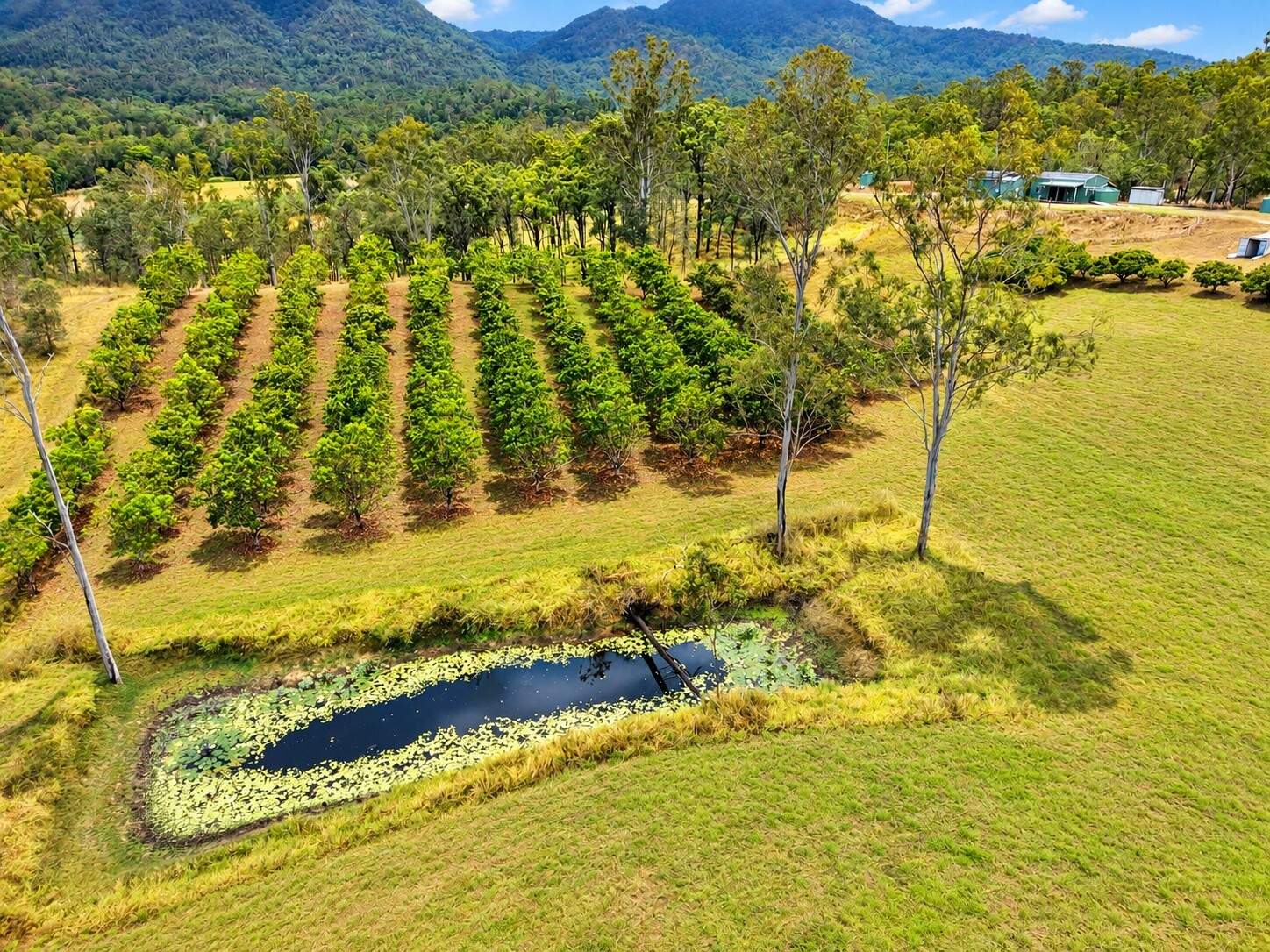 6158 Mackay - Eungella Road, Netherdale For Sale by Farmbuy.com - image 17