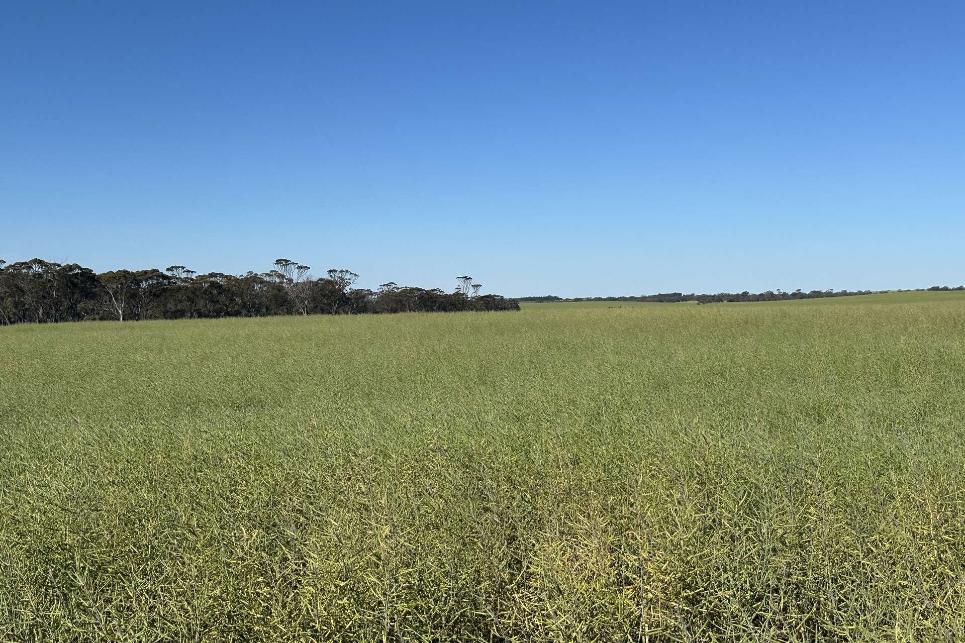 4480 Katanning-Nyabing Road, Nyabing For Sale by Farmbuy.com - image 20