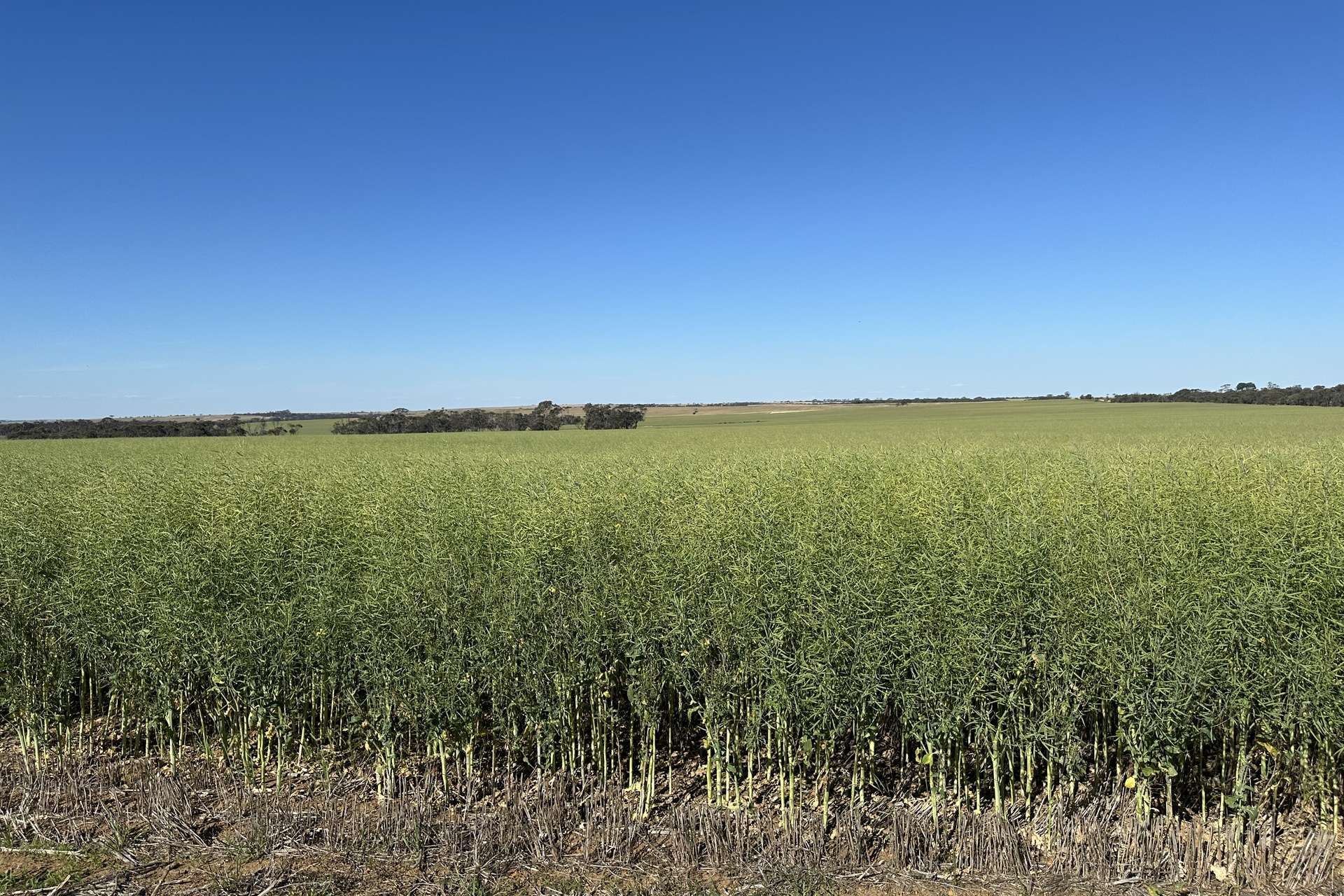 4480 Katanning-Nyabing Road, Nyabing For Sale by Farmbuy.com - image 19