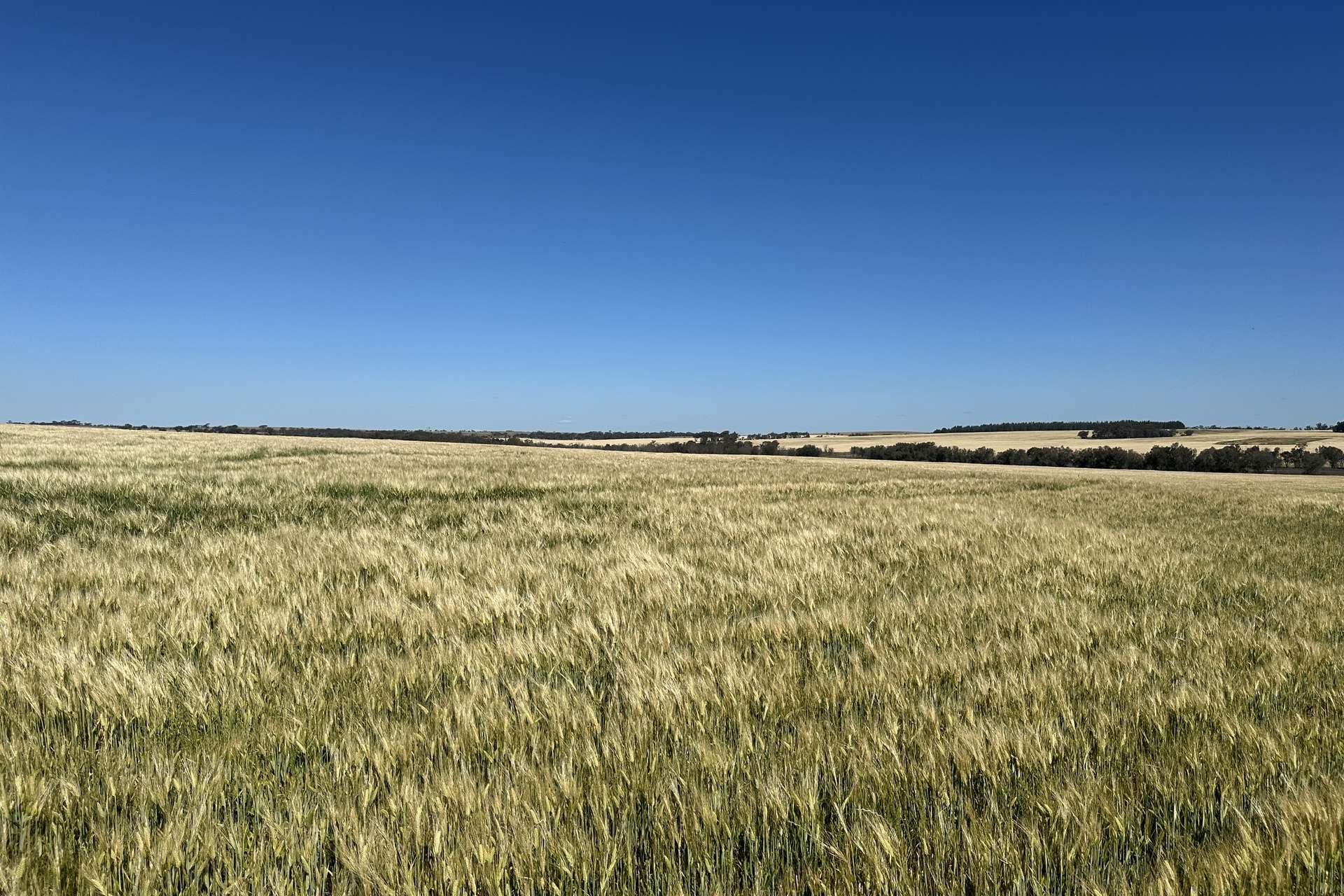 4480 Katanning-Nyabing Road, Nyabing For Sale by Farmbuy.com - image 12