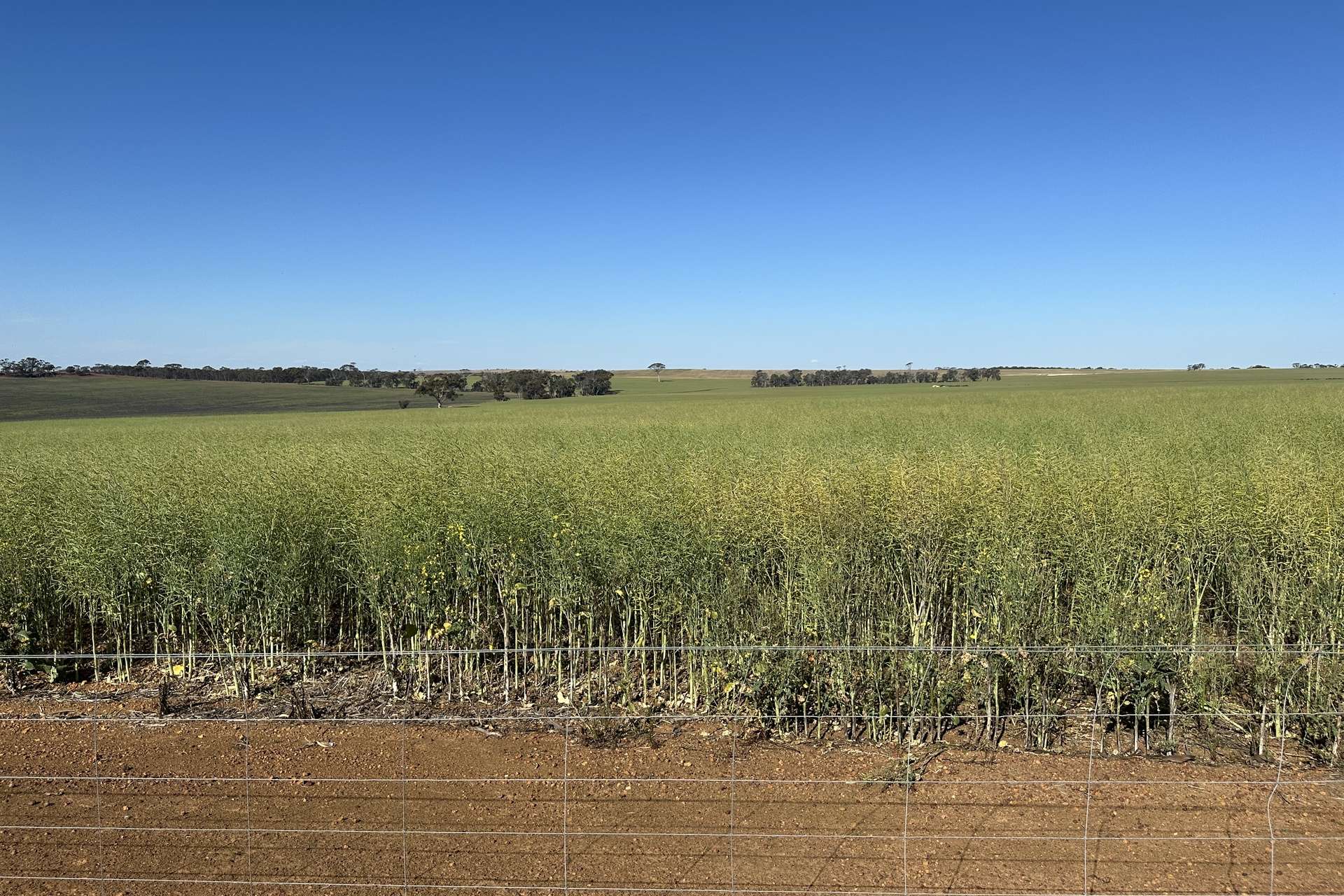 4480 Katanning-Nyabing Road, Nyabing For Sale by Farmbuy.com - image 17