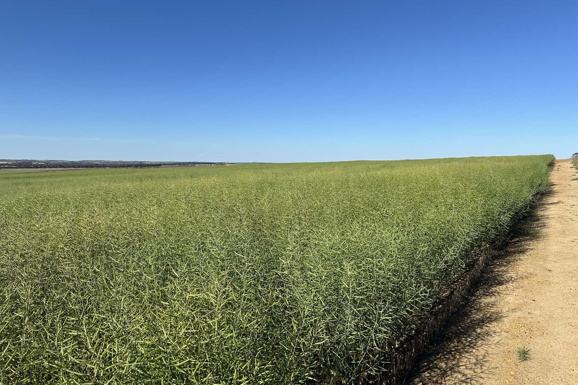 4480 Katanning-Nyabing Road, Nyabing For Sale by Farmbuy.com - image 3
