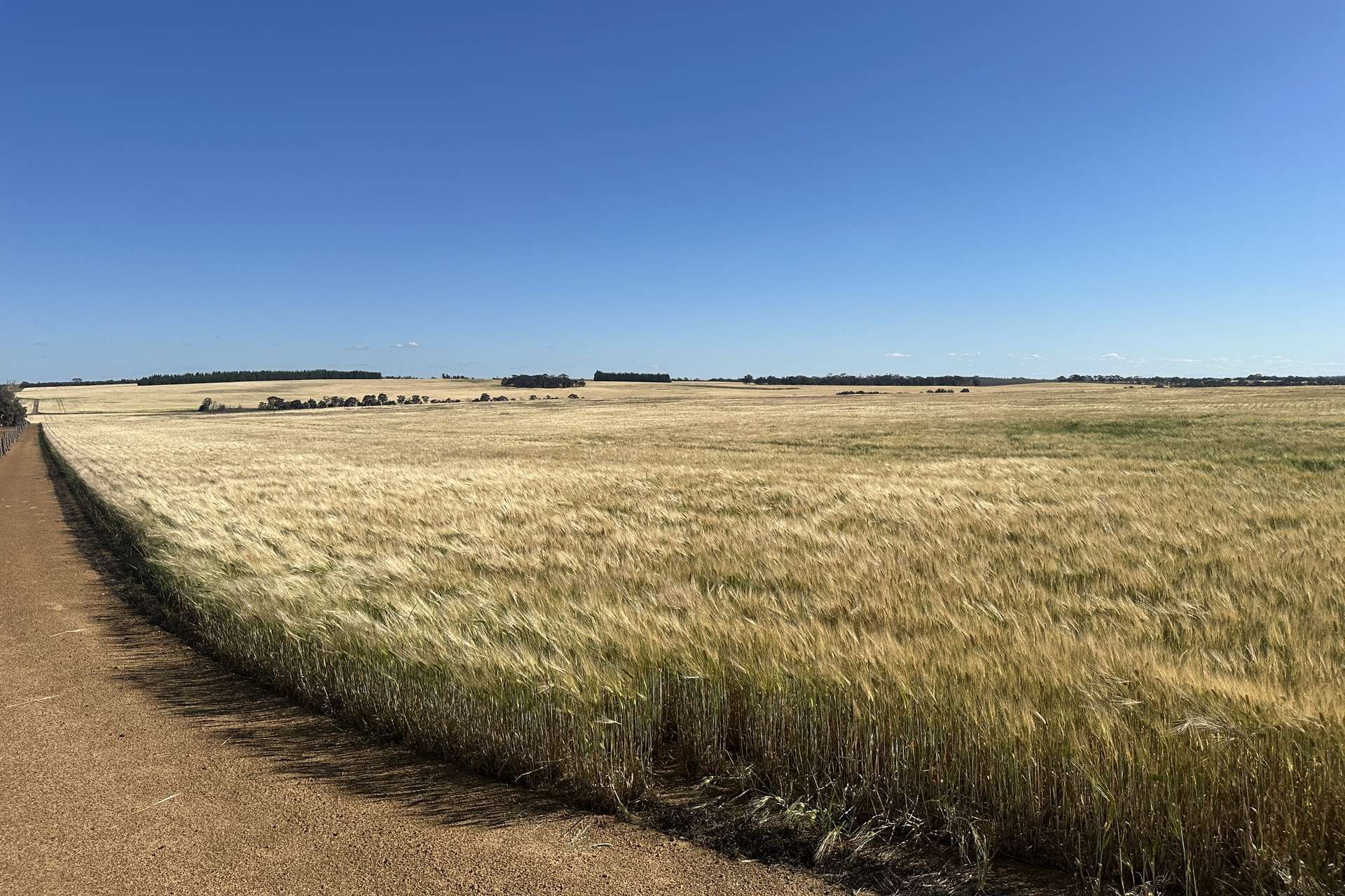 4480 Katanning-Nyabing Road, Nyabing For Sale by Farmbuy.com - image 14