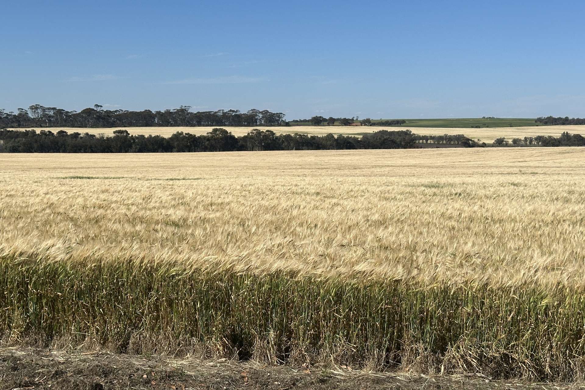 4480 Katanning-Nyabing Road, Nyabing For Sale by Farmbuy.com - image 16