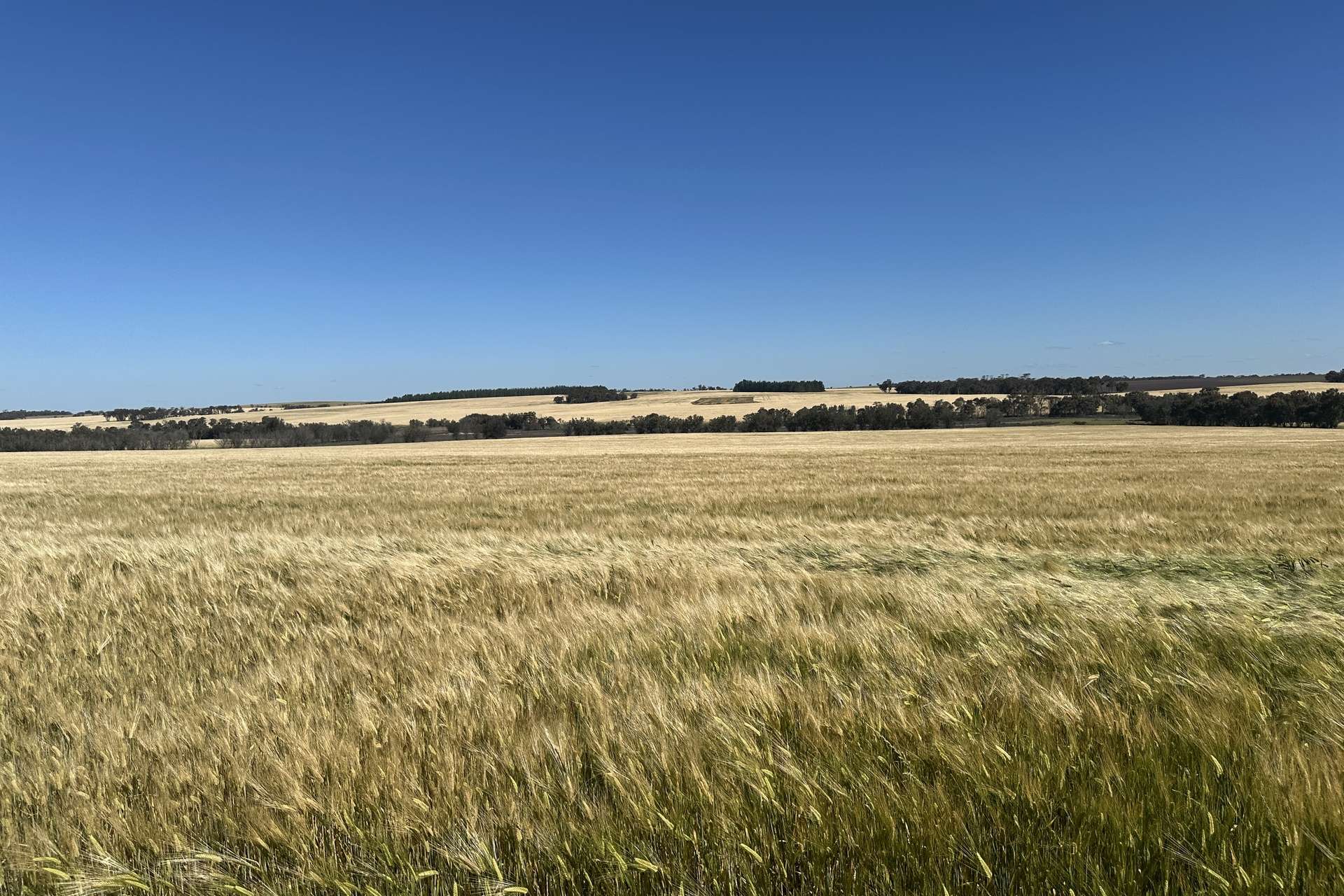 4480 Katanning-Nyabing Road, Nyabing For Sale by Farmbuy.com - image 13