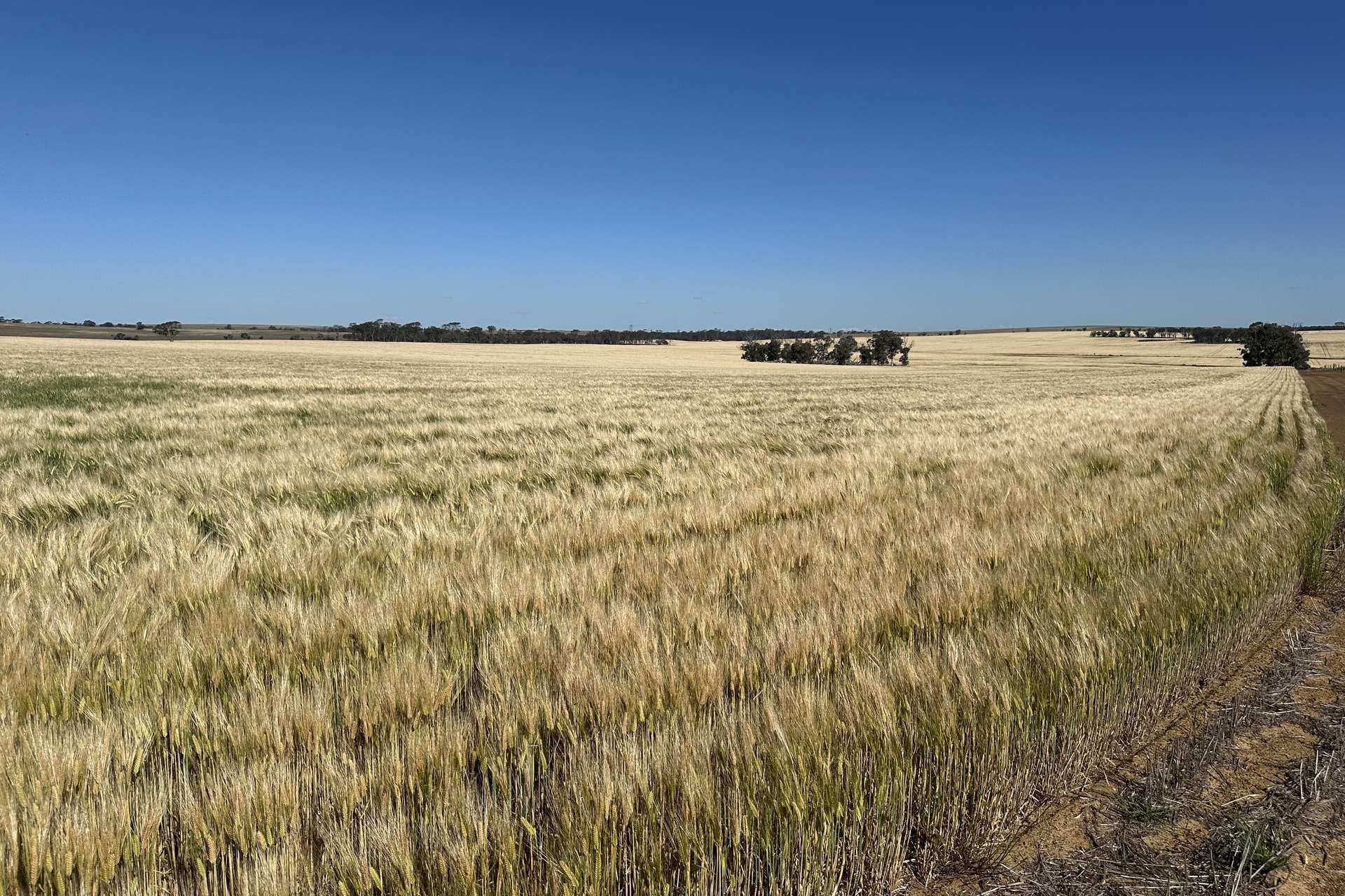 4480 Katanning-Nyabing Road, Nyabing For Sale by Farmbuy.com - image 15