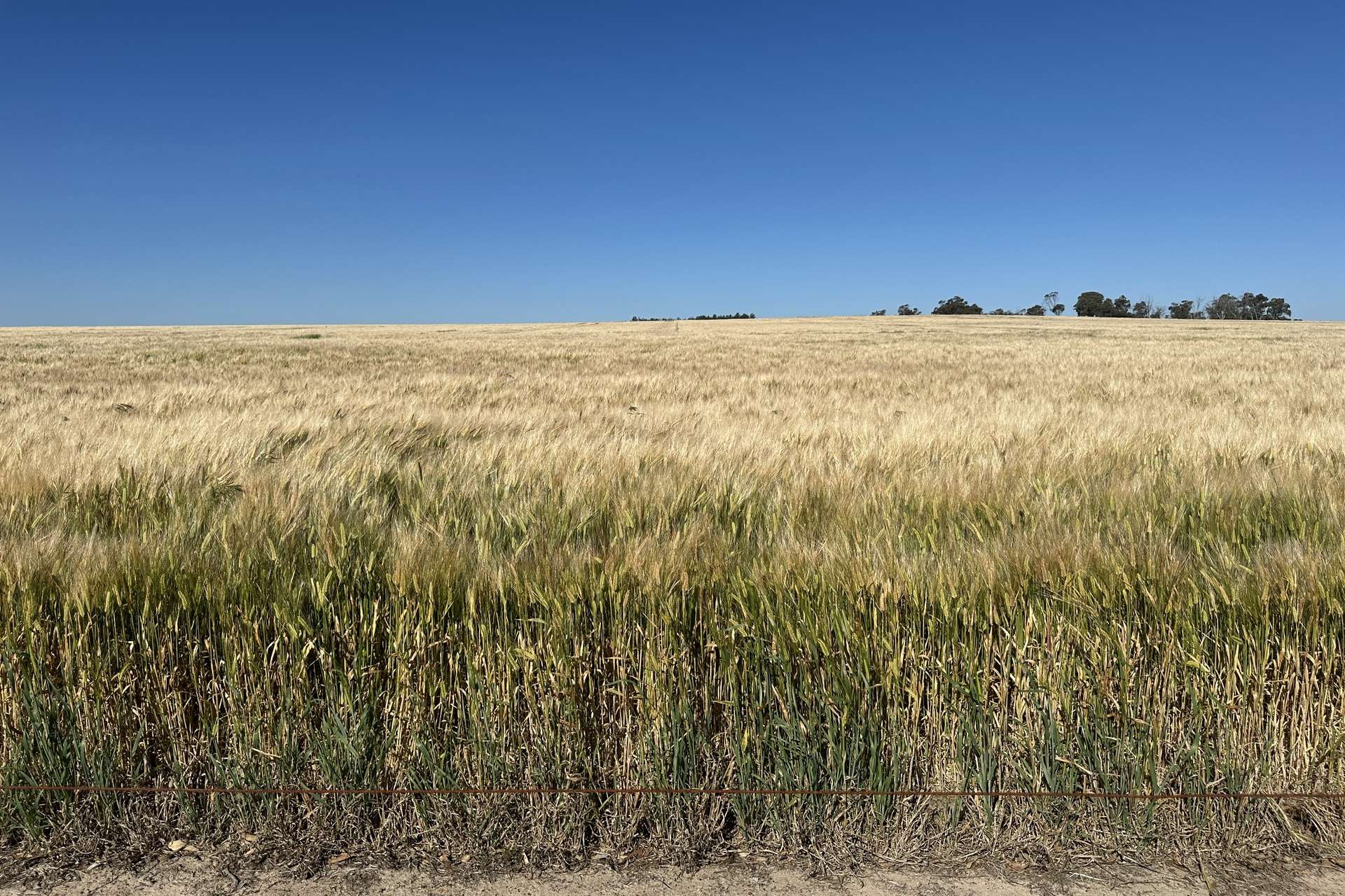 4480 Katanning-Nyabing Road, Nyabing For Sale by Farmbuy.com - image 2