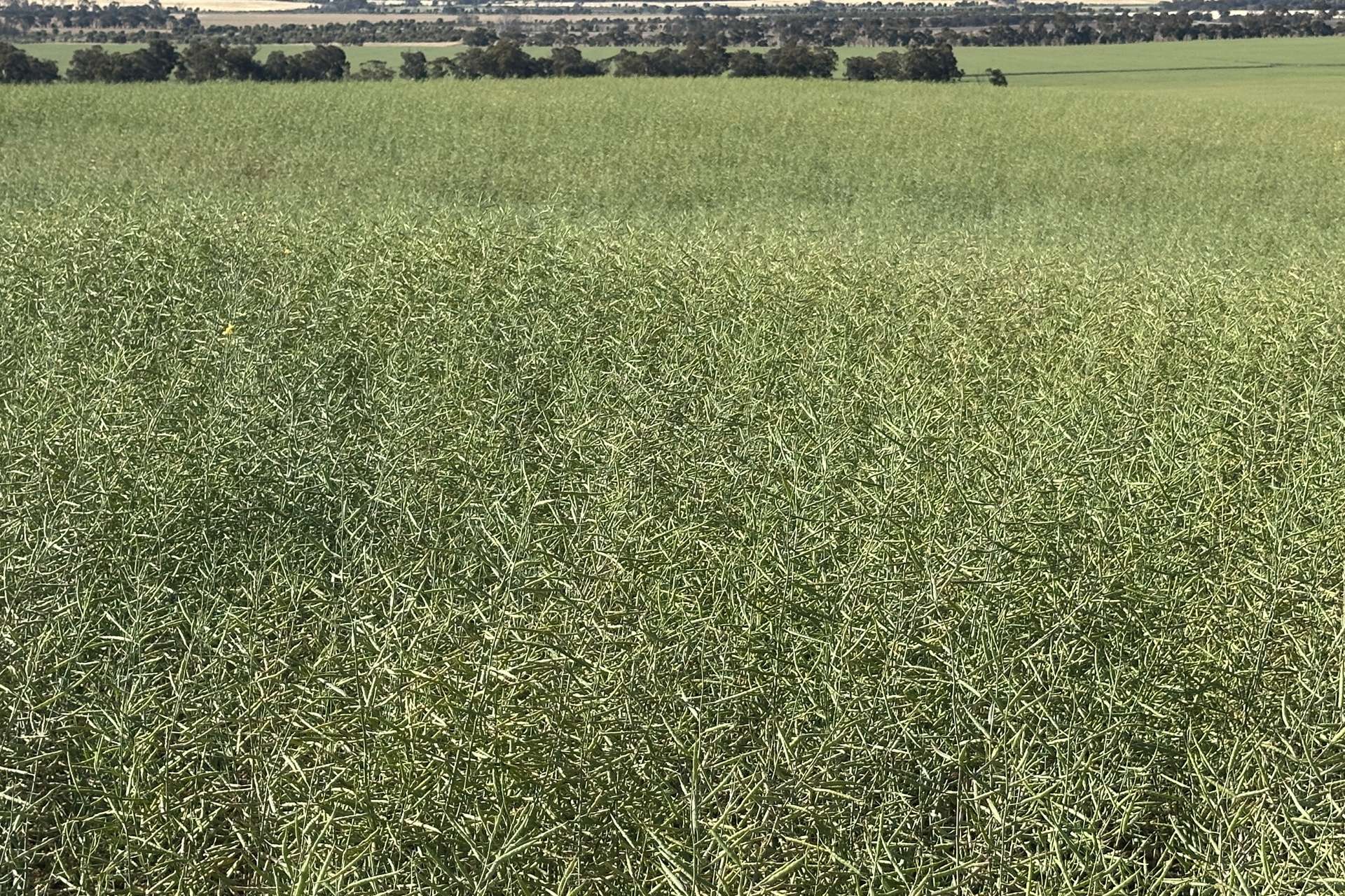 4480 Katanning-Nyabing Road, Nyabing For Sale by Farmbuy.com - image 18