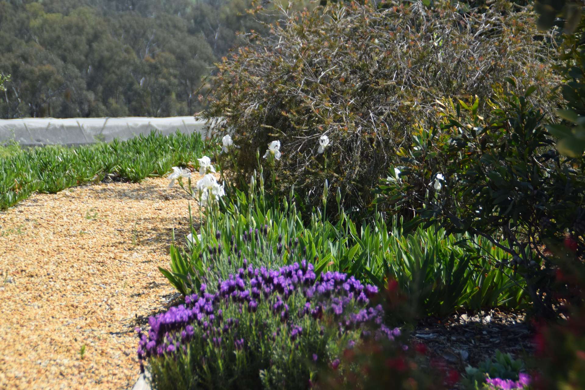 'Cucciata' 532 Curra Creek Road, Wellington Auction by Farmbuy.com - image 16