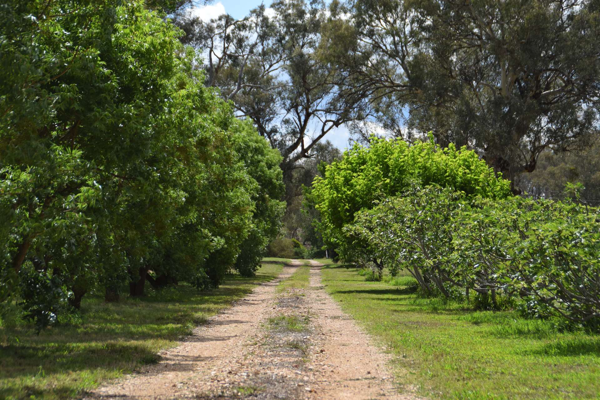 'Cucciata' 532 Curra Creek Road, Wellington Auction by Farmbuy.com - image 14
