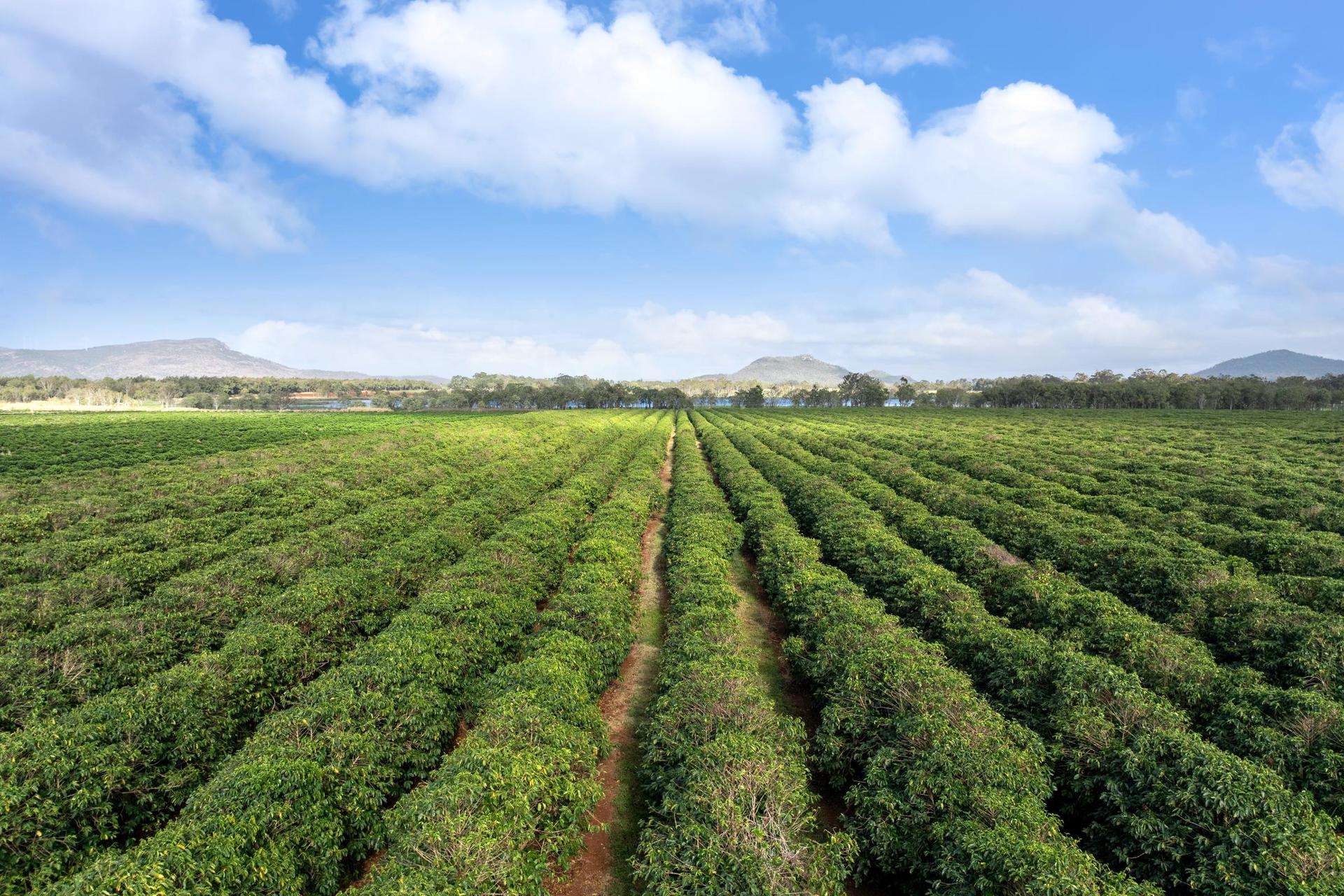Mareeba For Sale by Farmbuy.com - image 10