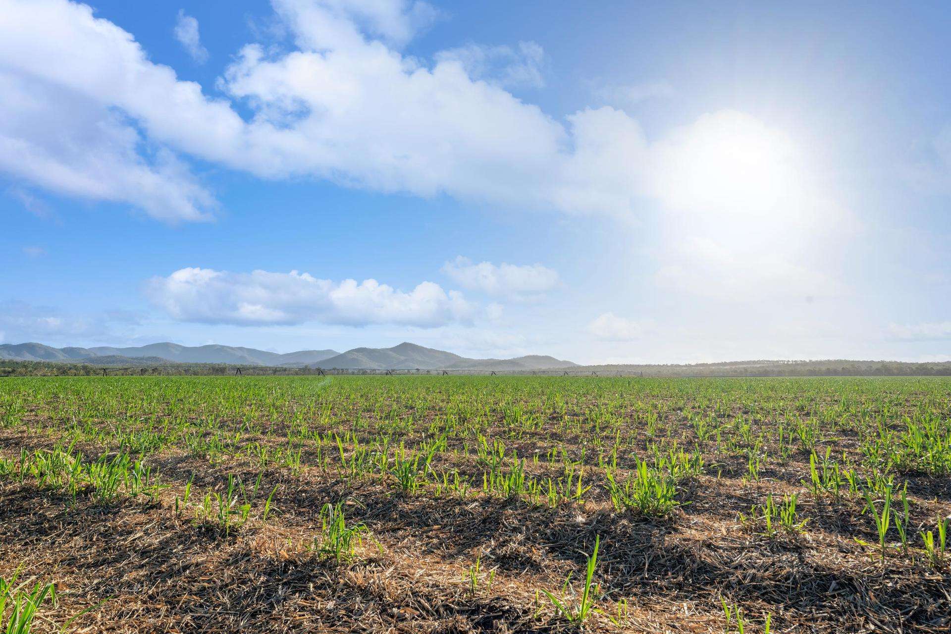Mareeba For Sale by Farmbuy.com - image 4