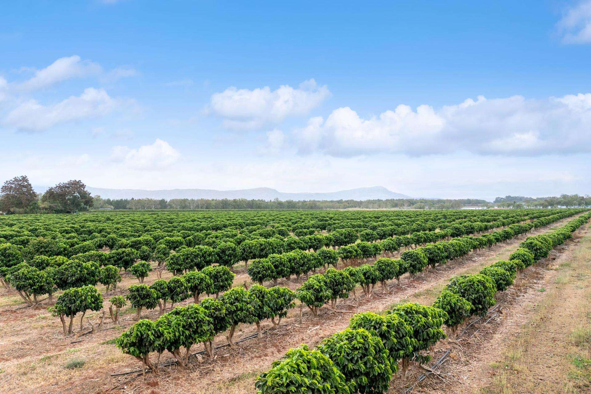 Mareeba For Sale by Farmbuy.com - image 7