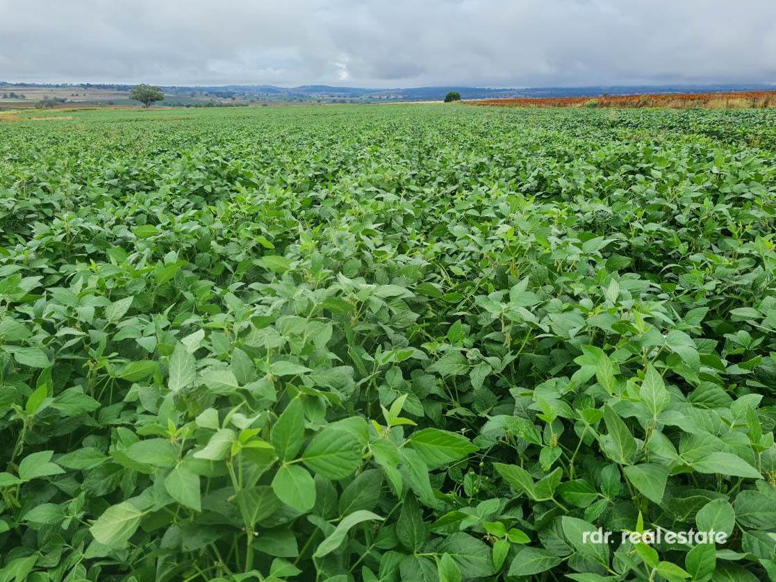 2335 Glenesk Road, Delungra For Sale by Farmbuy.com - image 22