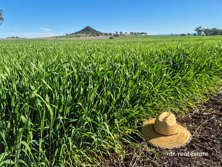 2335 Glenesk Road, Delungra For Sale by Farmbuy.com - image 3