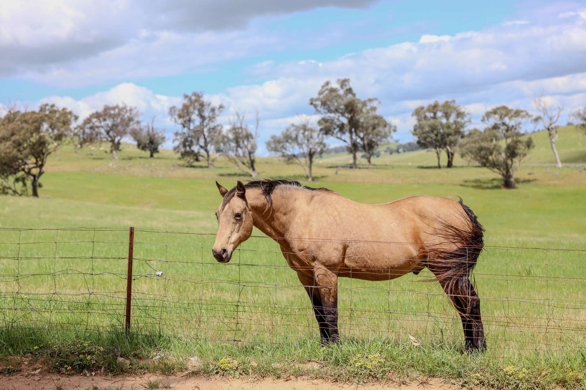 1553 Geegullalong Rd Via, Young For Sale by Farmbuy.com - image 19