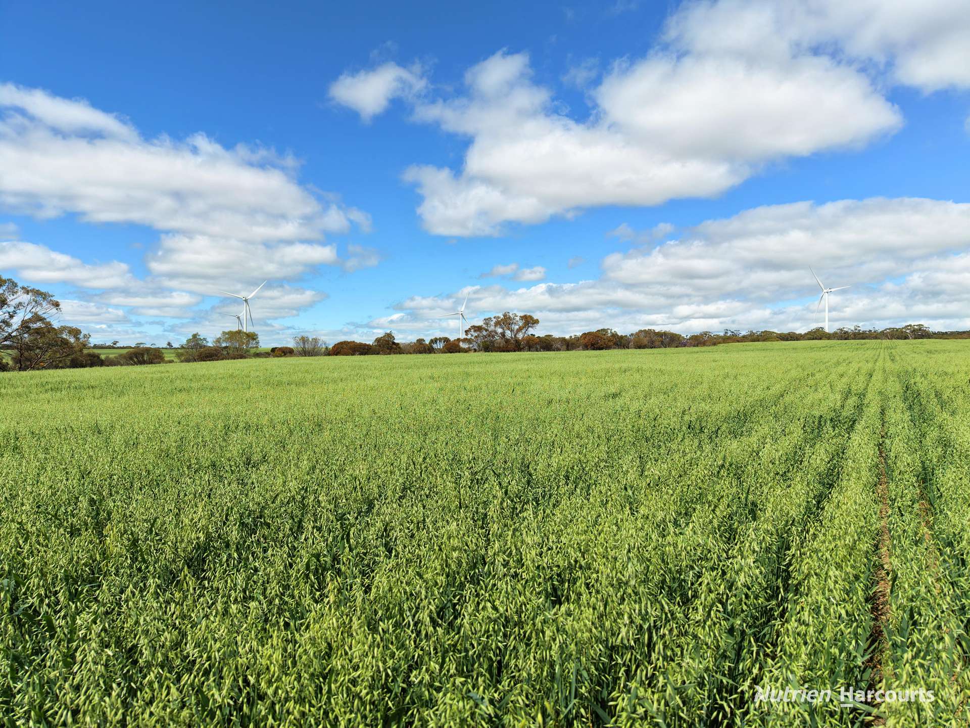 "Windfarm" Lot 20762 Springwell Valley Road, South Burracoppin Auction by Farmbuy.com - image 2