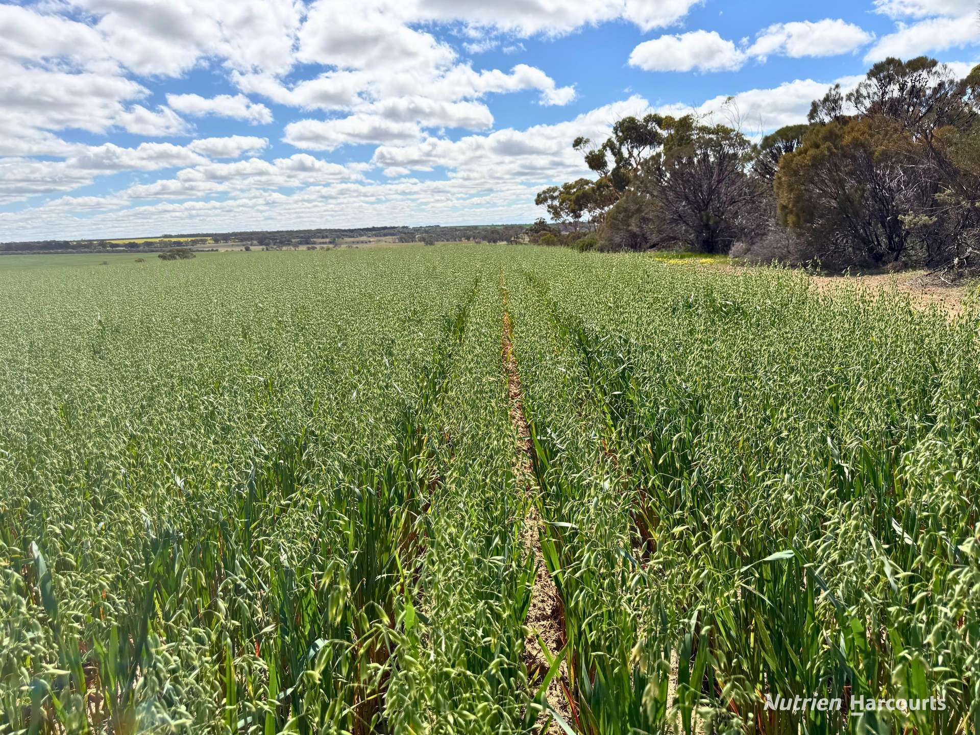 "Windfarm" Lot 20762 Springwell Valley Road, South Burracoppin Auction by Farmbuy.com - image 19
