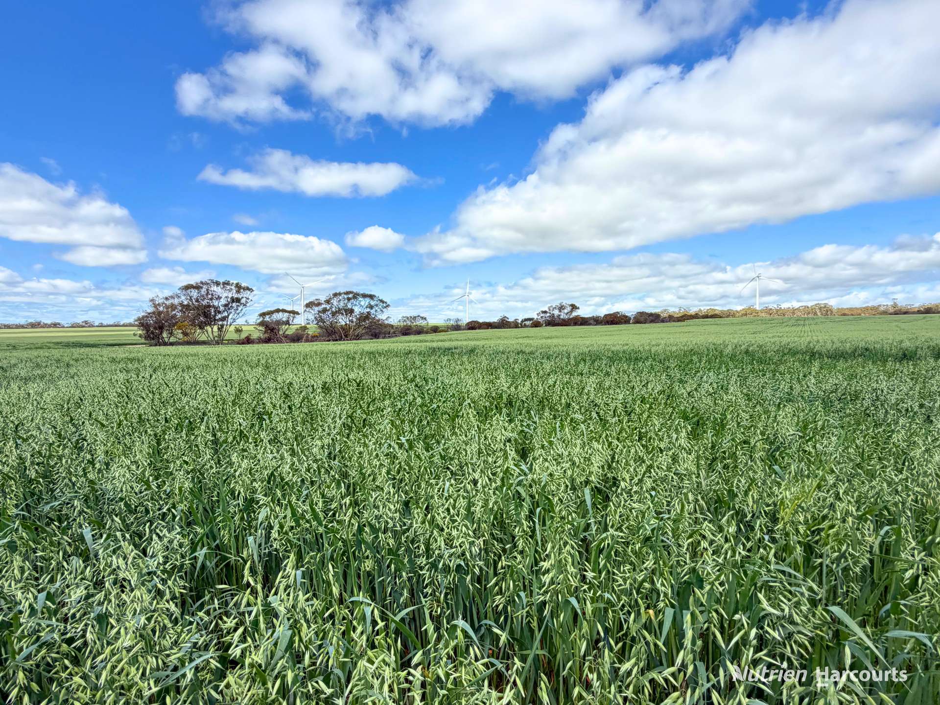 "Windfarm" Lot 20762 Springwell Valley Road, South Burracoppin Auction by Farmbuy.com - image 17