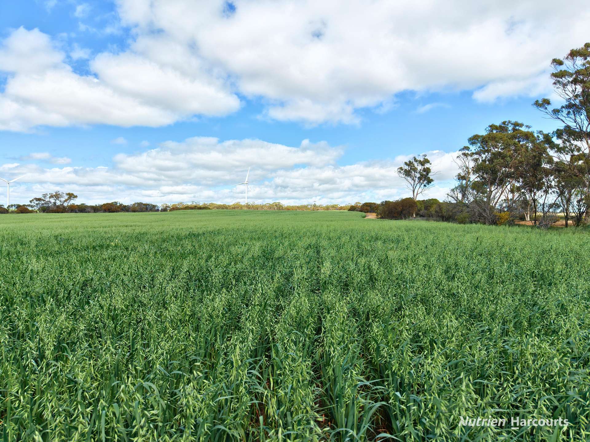 "Windfarm" Lot 20762 Springwell Valley Road, South Burracoppin Auction by Farmbuy.com - image 7
