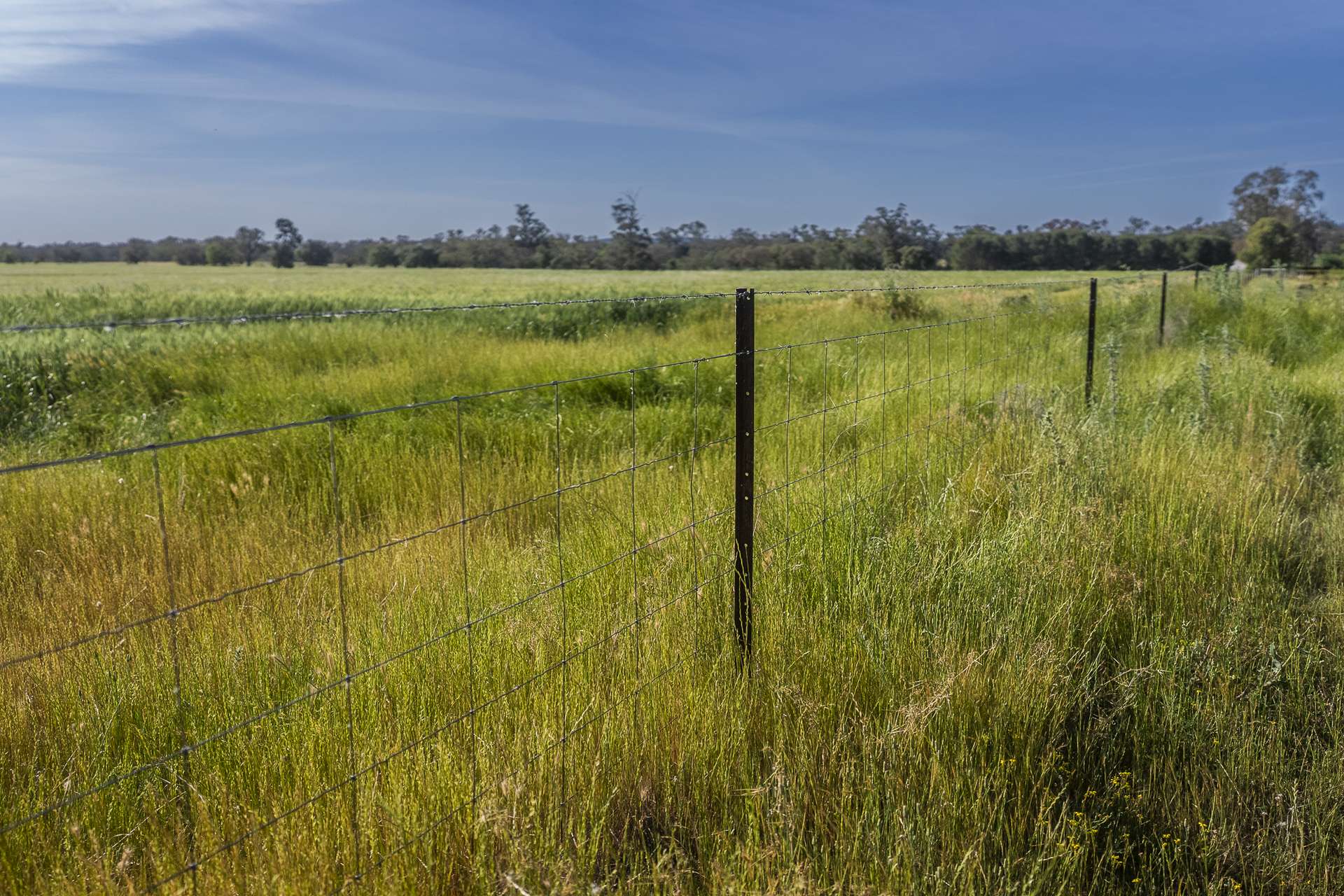 440 Gundong Road, Tomingley Auction by Farmbuy.com - image 30