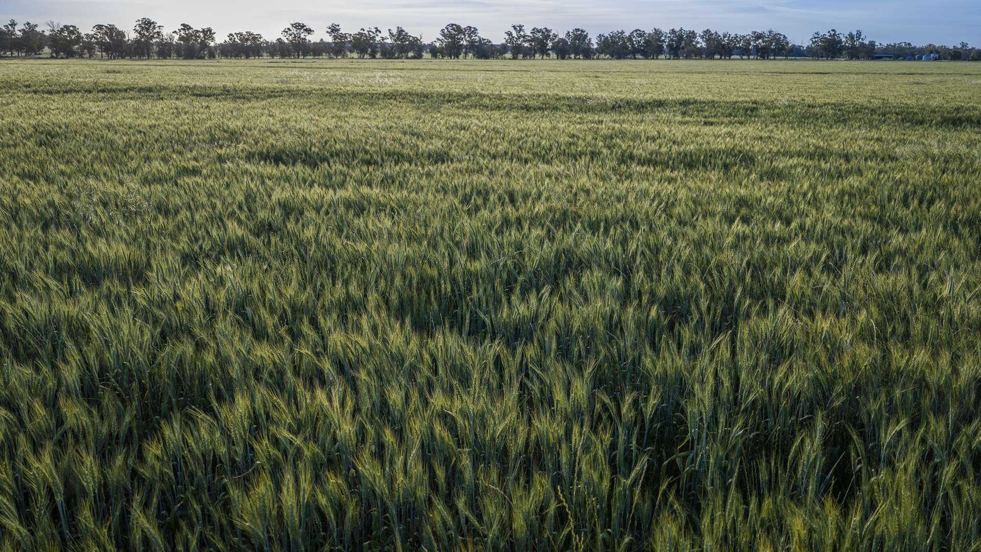 440 Gundong Road, Tomingley Auction by Farmbuy.com - image 19
