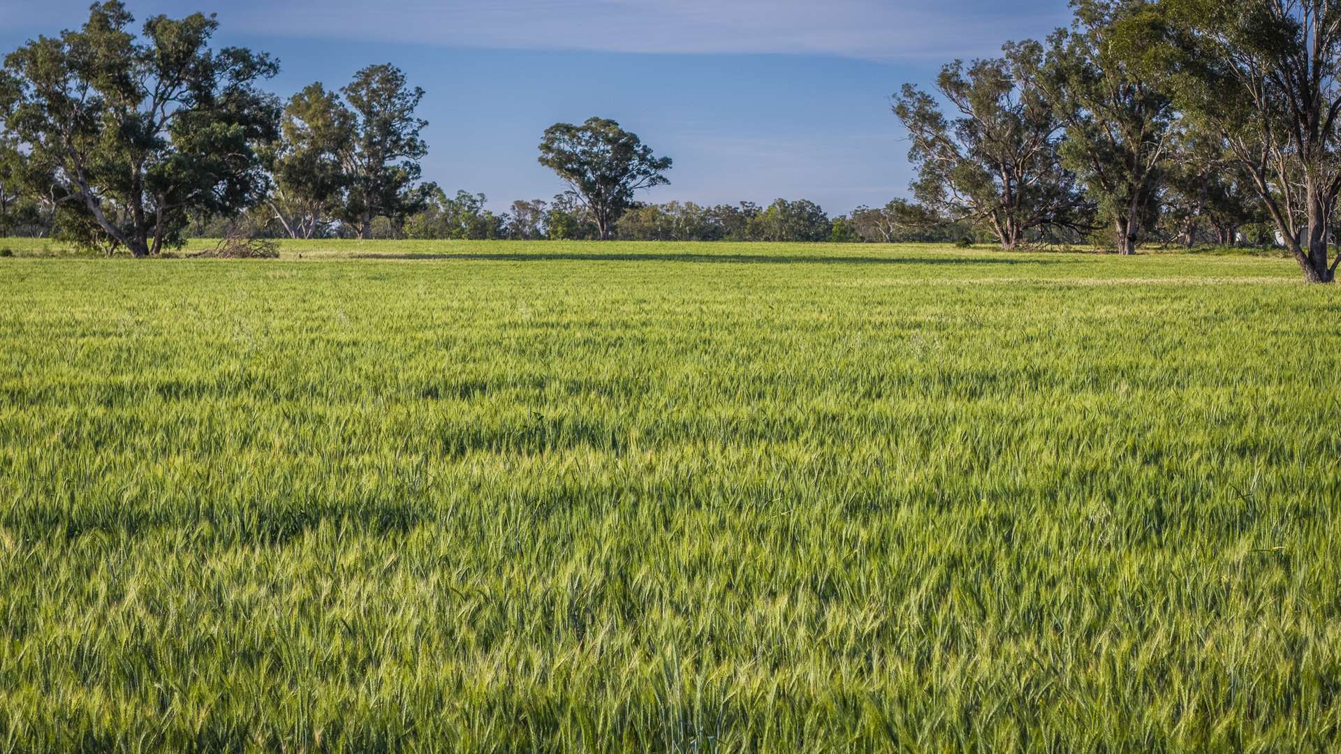 440 Gundong Road, Tomingley Auction by Farmbuy.com - image 20