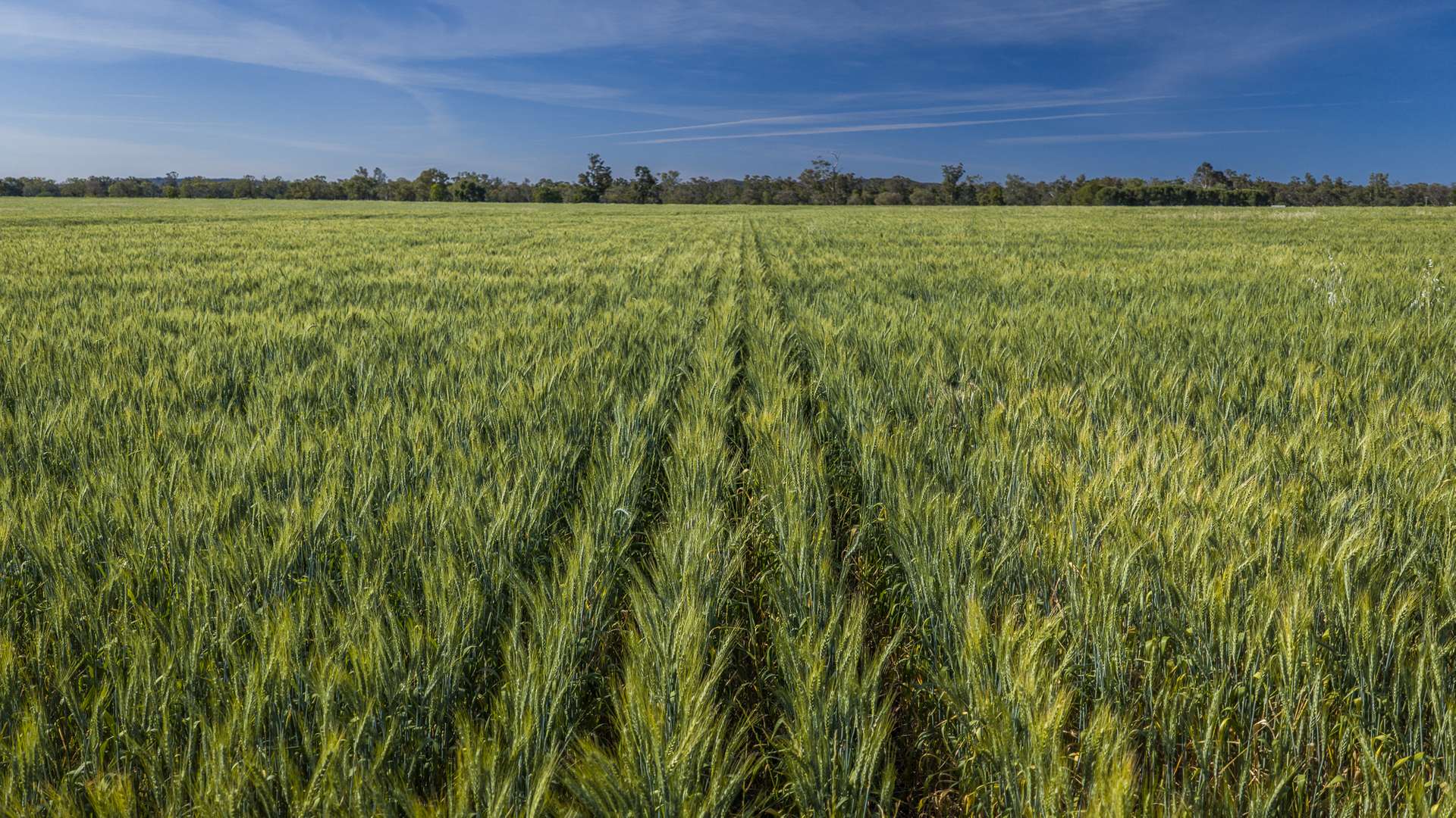 440 Gundong Road, Tomingley Auction by Farmbuy.com - image 1