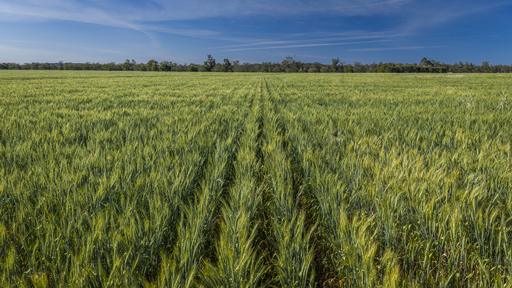 440 Gundong Road, Tomingley NSW 2869