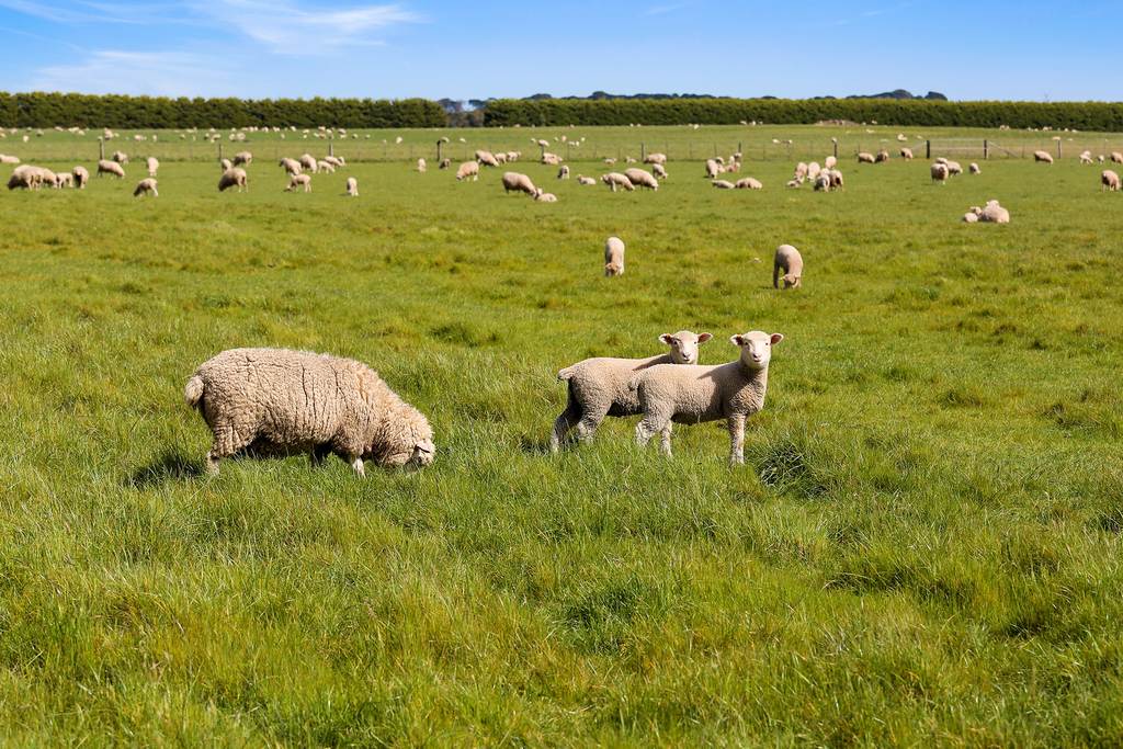 1585 Grassmere-Hexham Road, Woolsthorpe VIC 3276