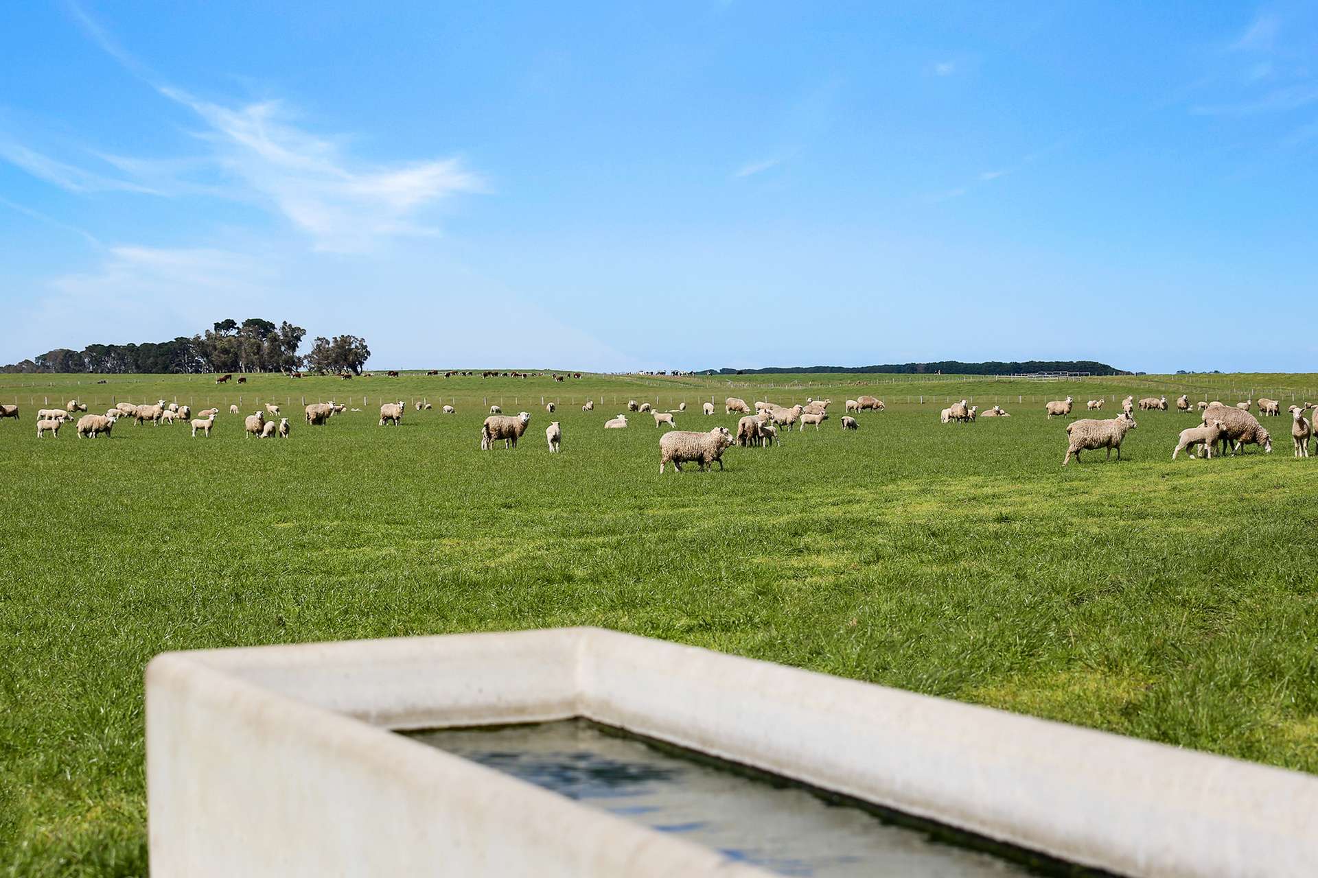 1585 Grassmere-Hexham Road, Woolsthorpe For Sale by Farmbuy.com - image 12